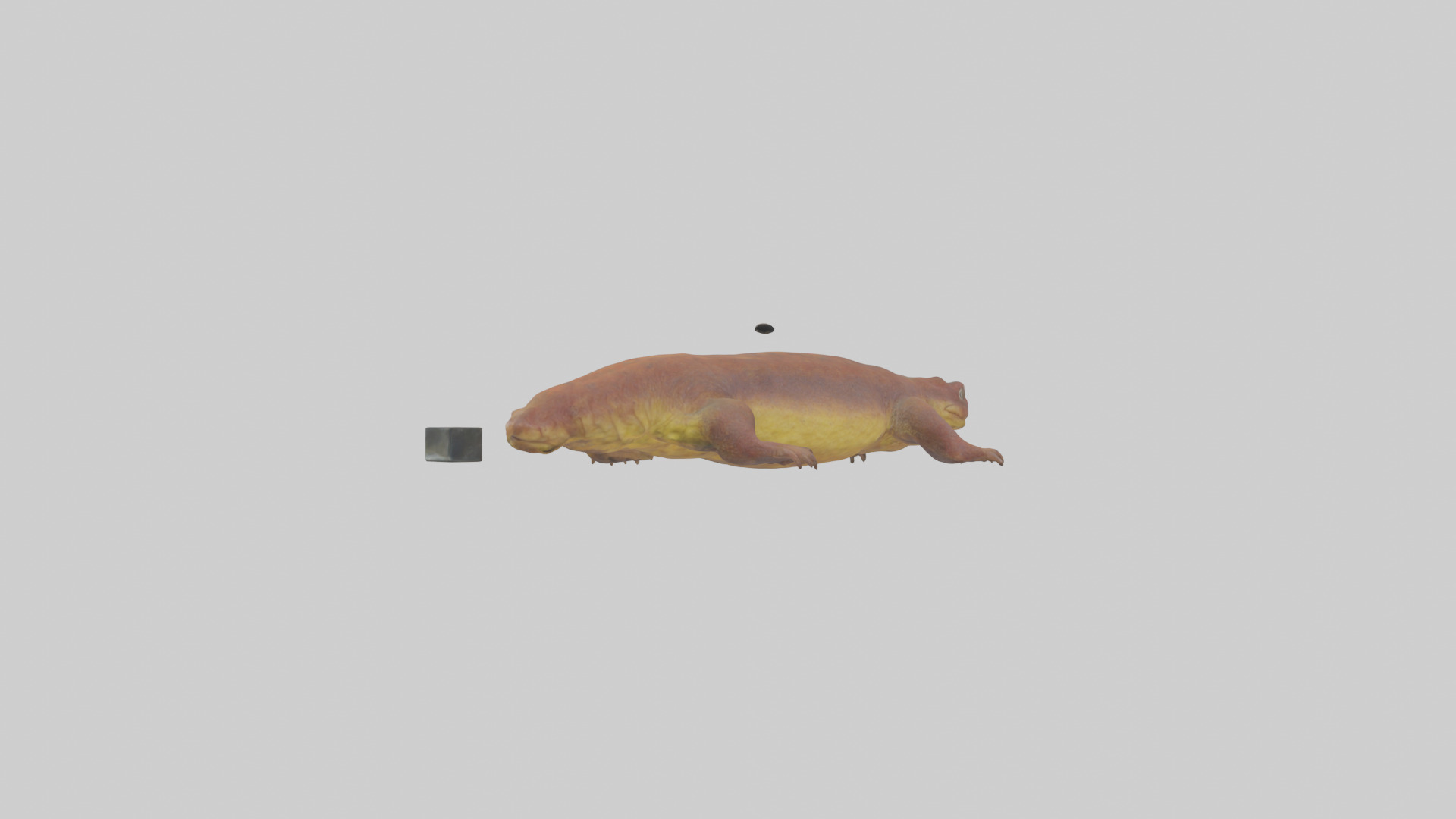 Eastern Hellbender resting model Low-poly 3D model_2