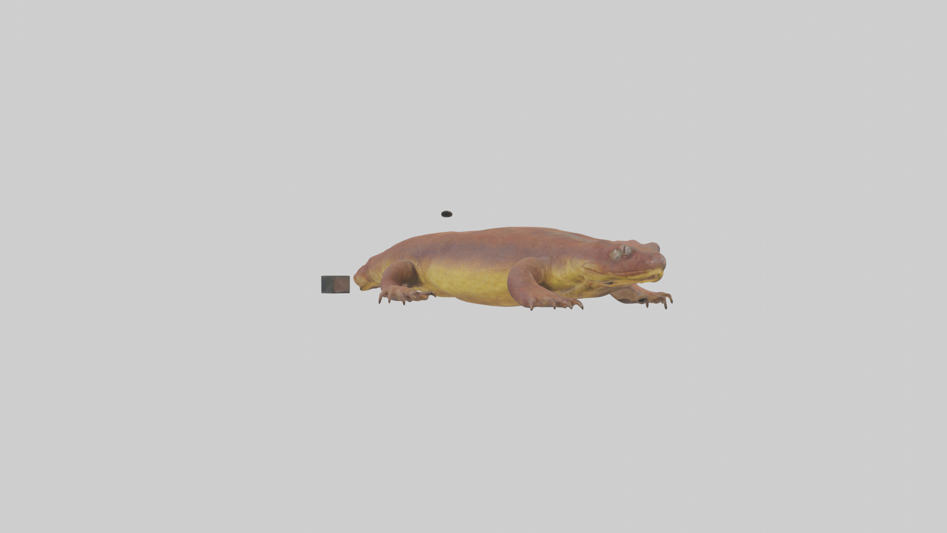 Eastern Hellbender resting model Low-poly 3D model_3