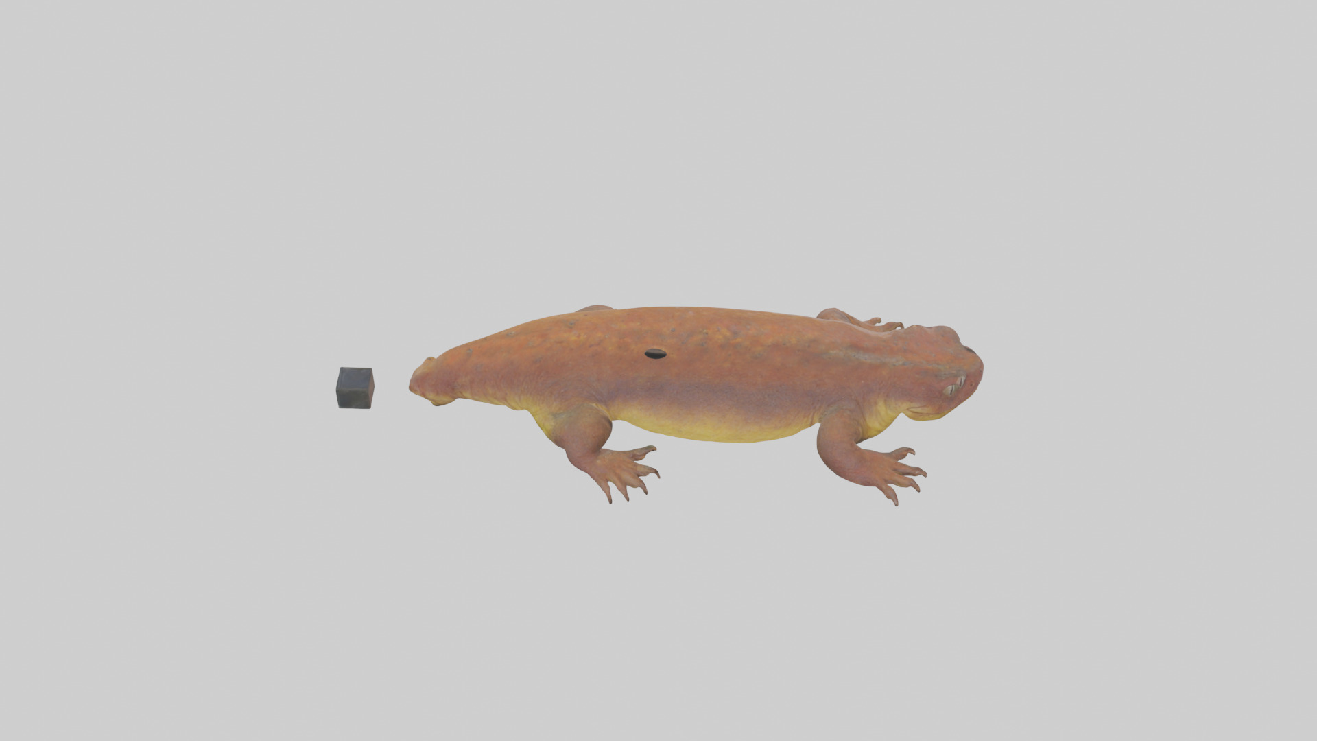 Eastern Hellbender resting model Low-poly 3D model_25