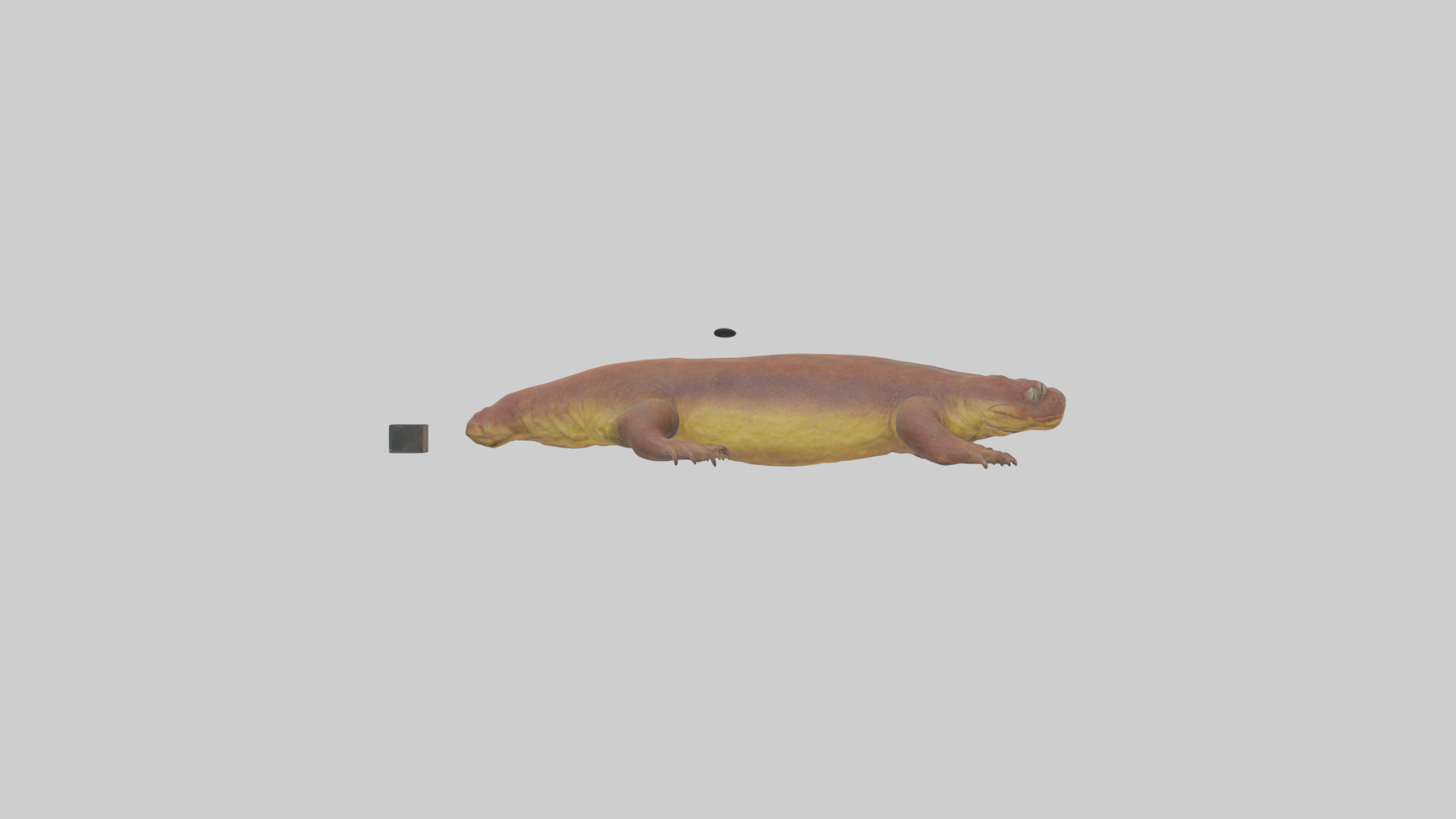 Eastern Hellbender resting model Low-poly 3D model_1