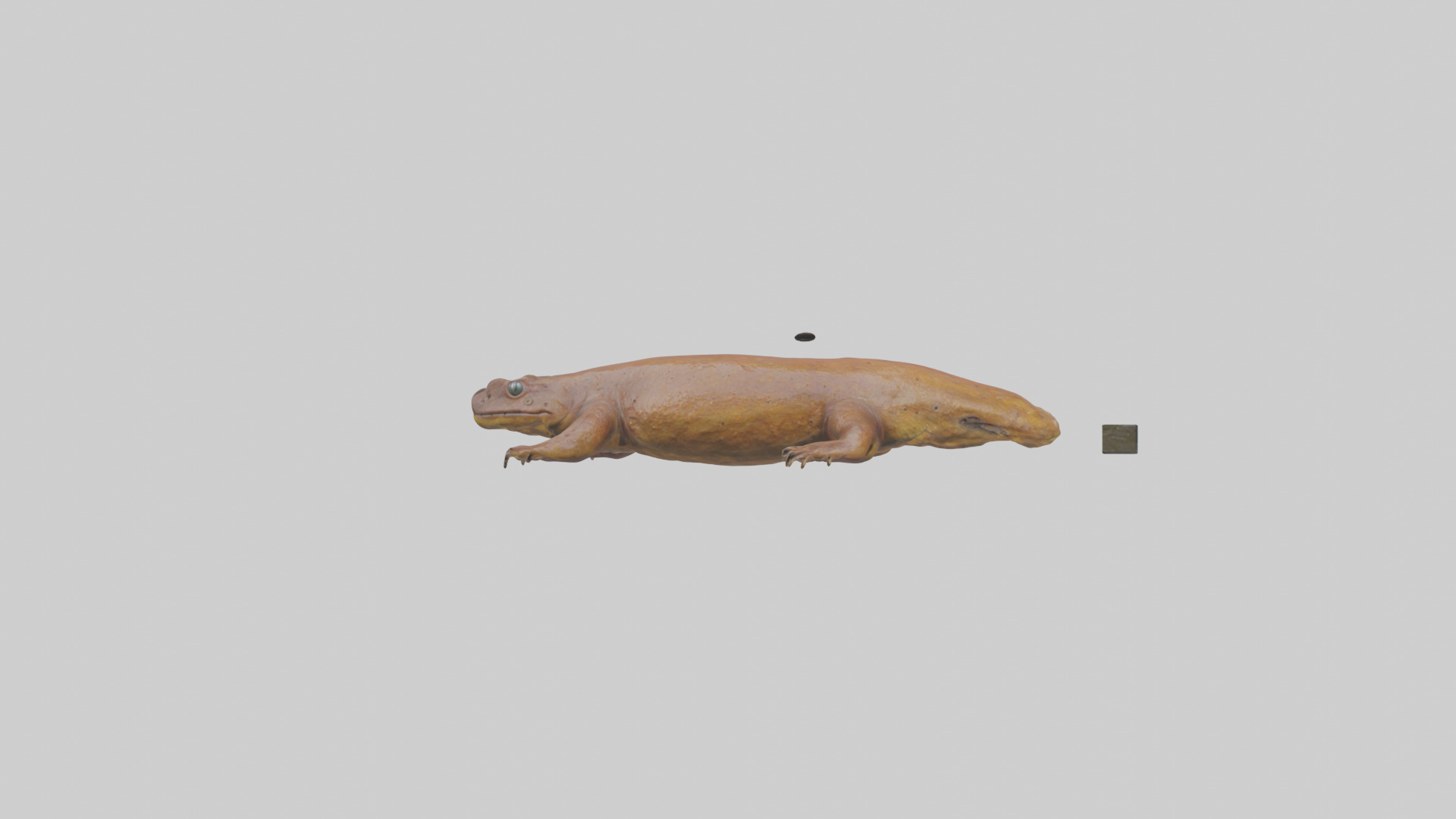 Eastern Hellbender resting model Low-poly 3D model_15