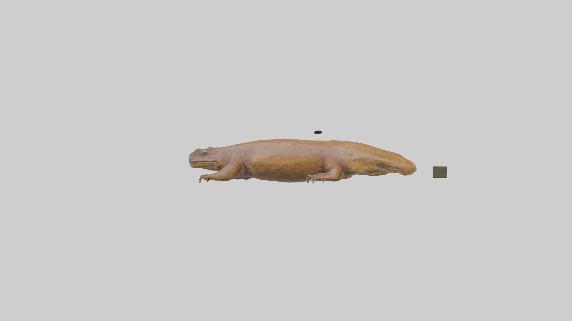Eastern Hellbender resting model Low-poly 3D model_14