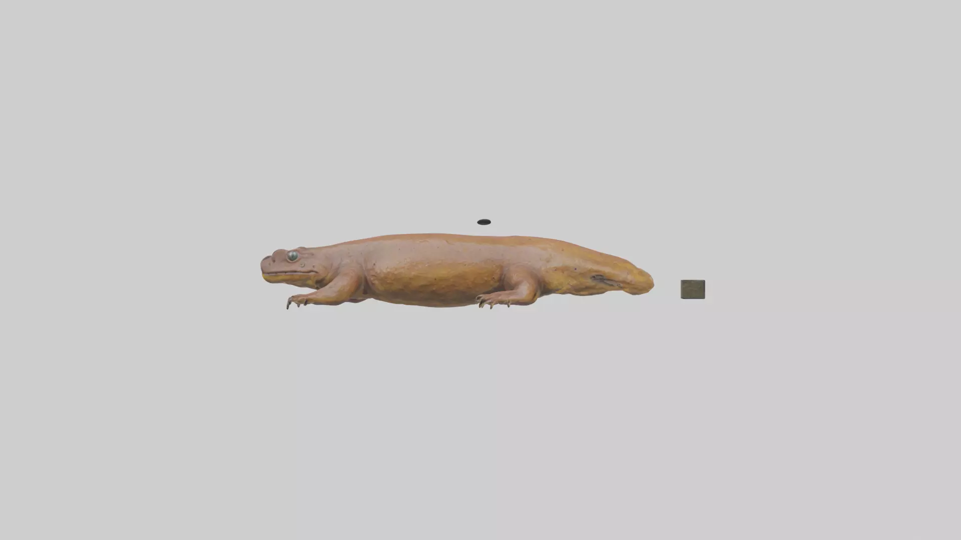 Eastern Hellbender resting model Low-poly 3D model_0