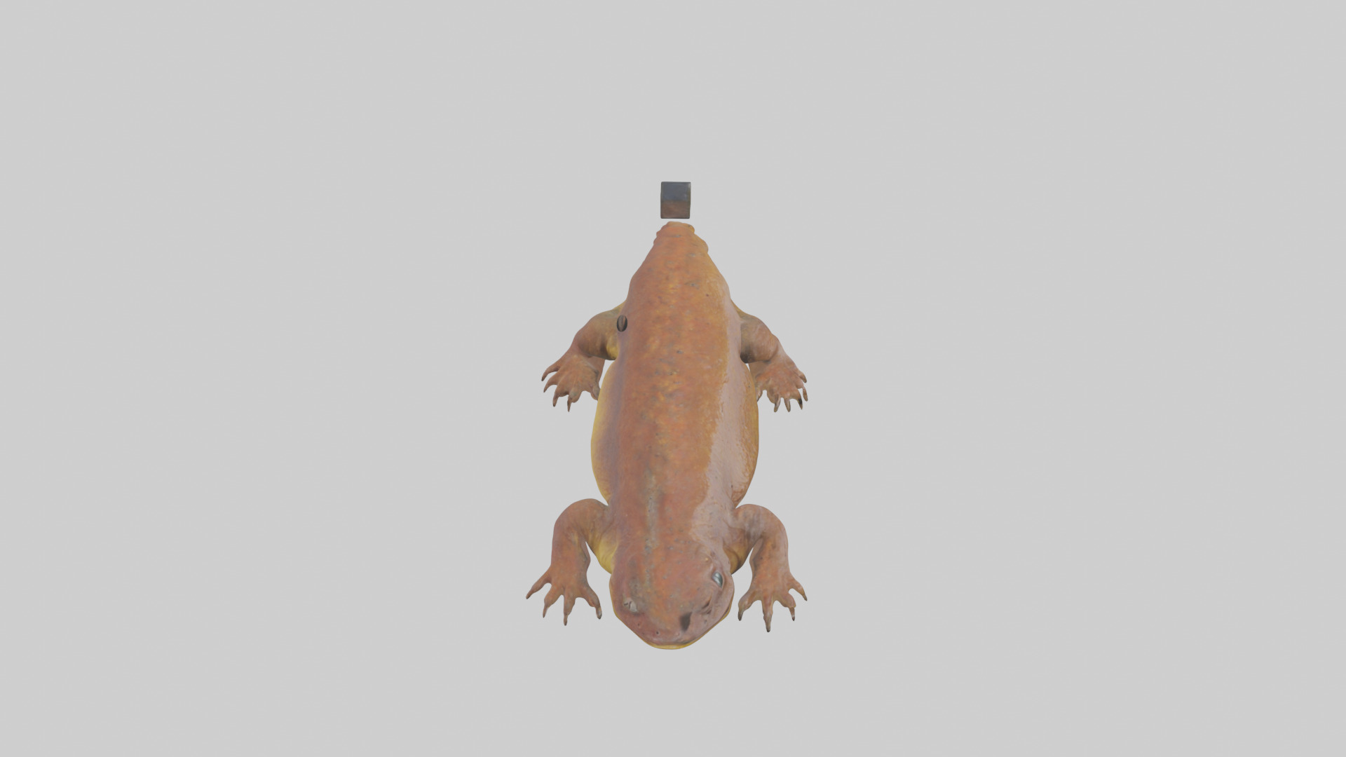 Eastern Hellbender resting model Low-poly 3D model_28