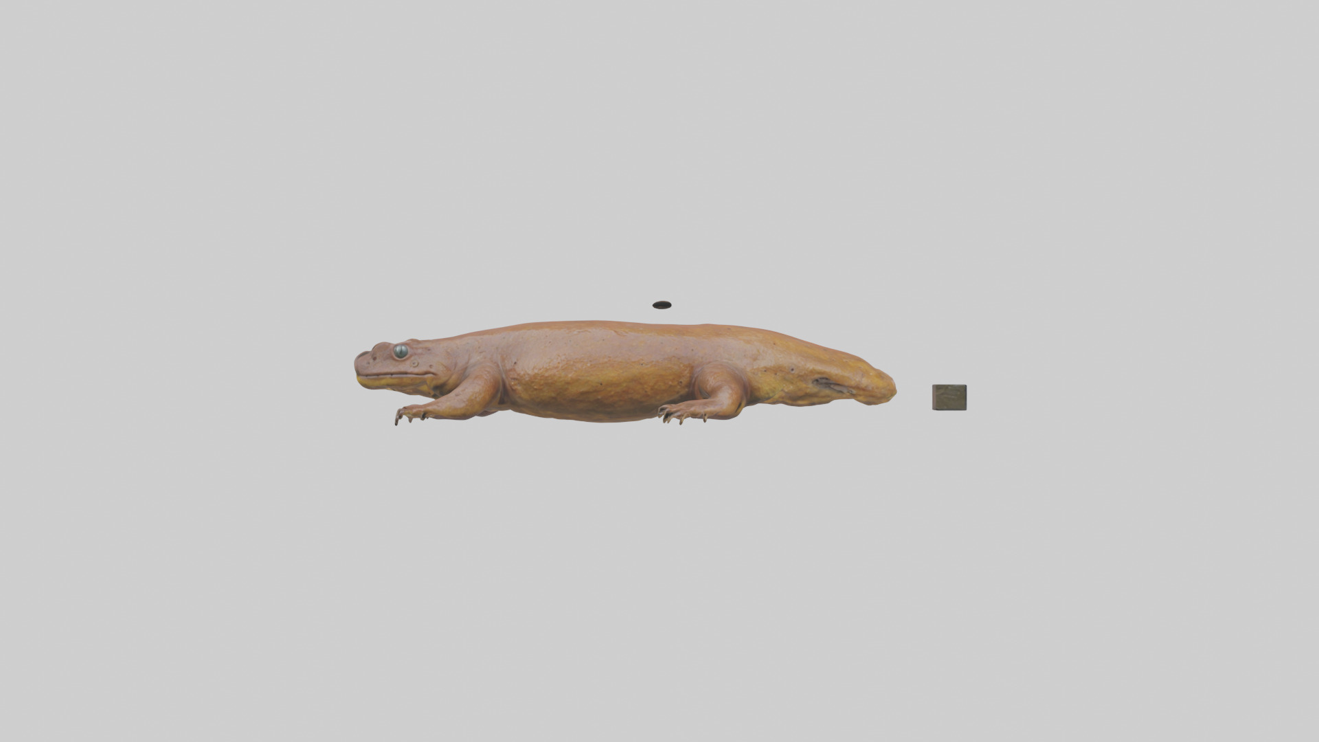 Eastern Hellbender resting model Low-poly 3D model_11
