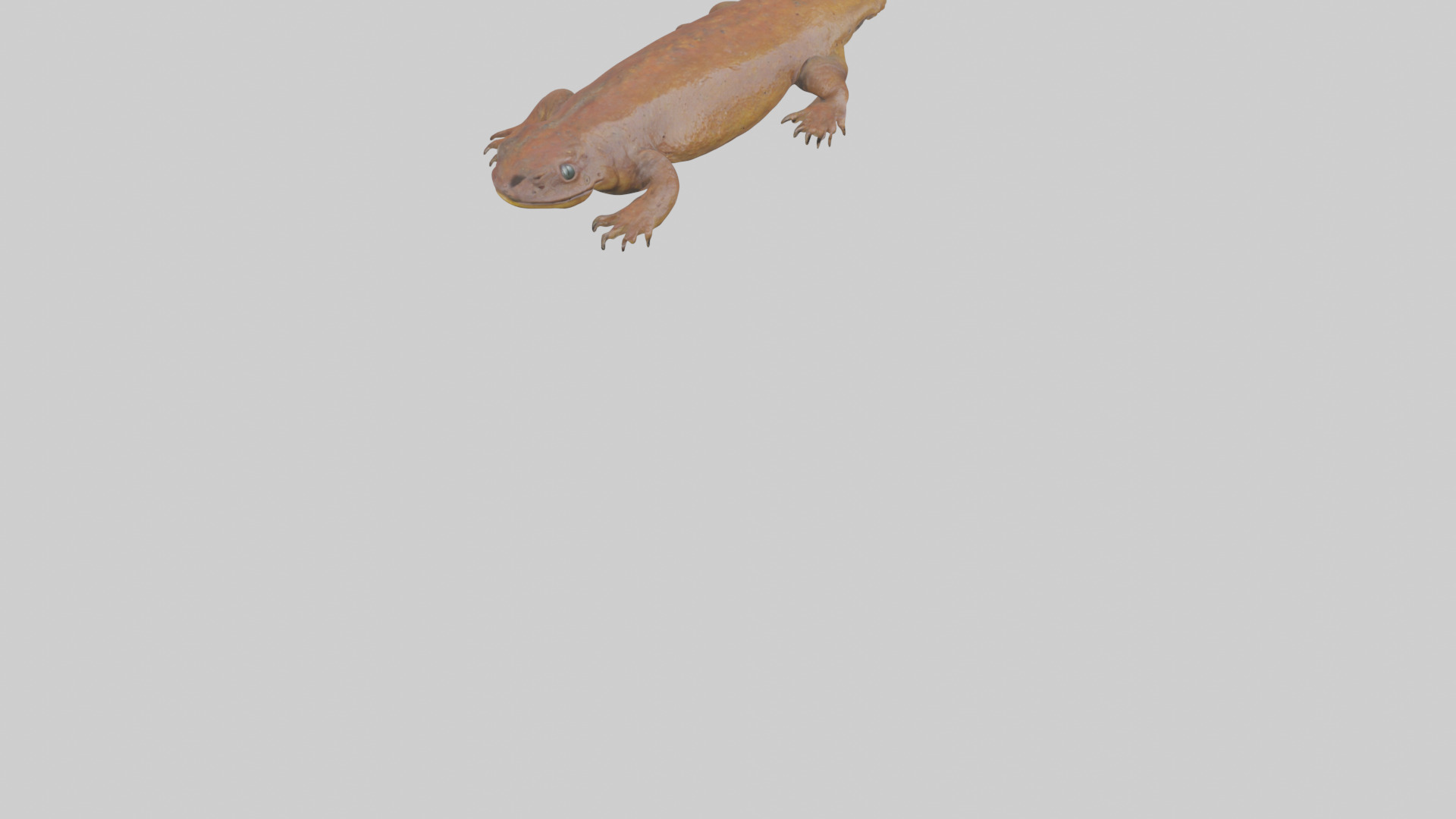 Eastern Hellbender resting model Low-poly 3D model_7