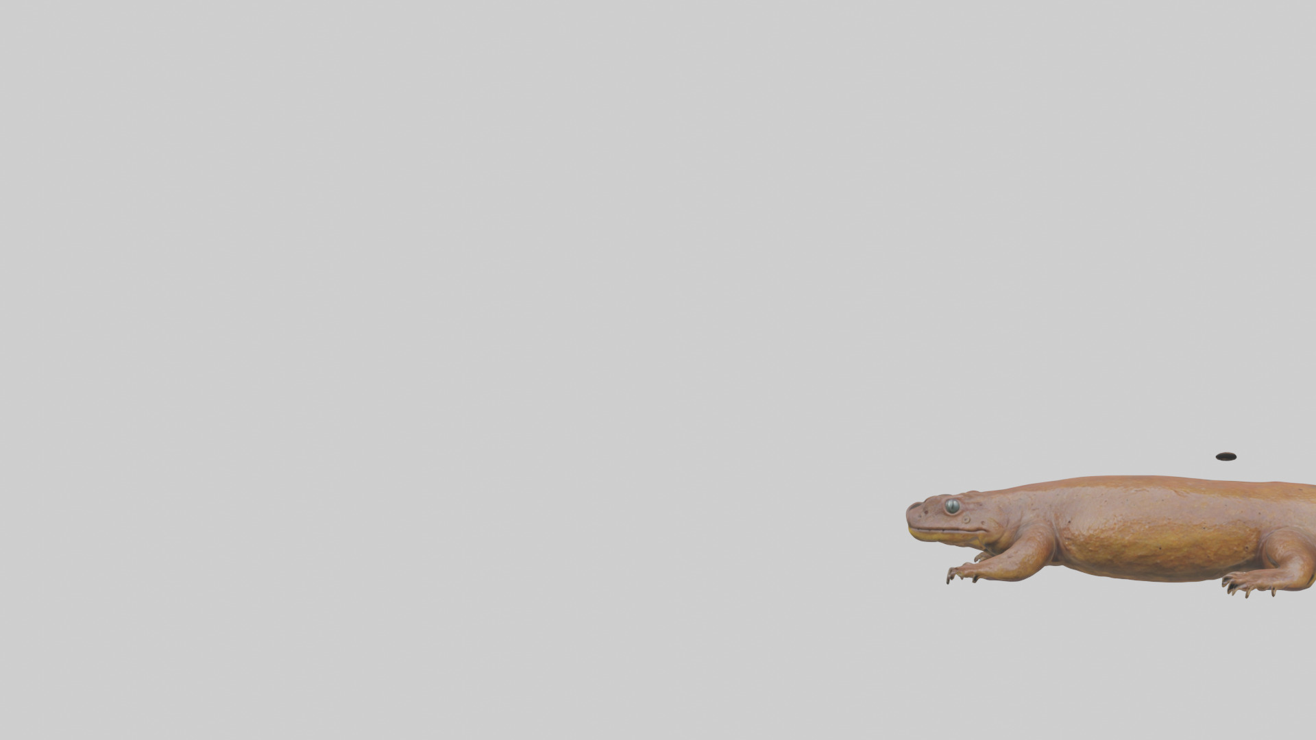 Eastern Hellbender resting model Low-poly 3D model_21