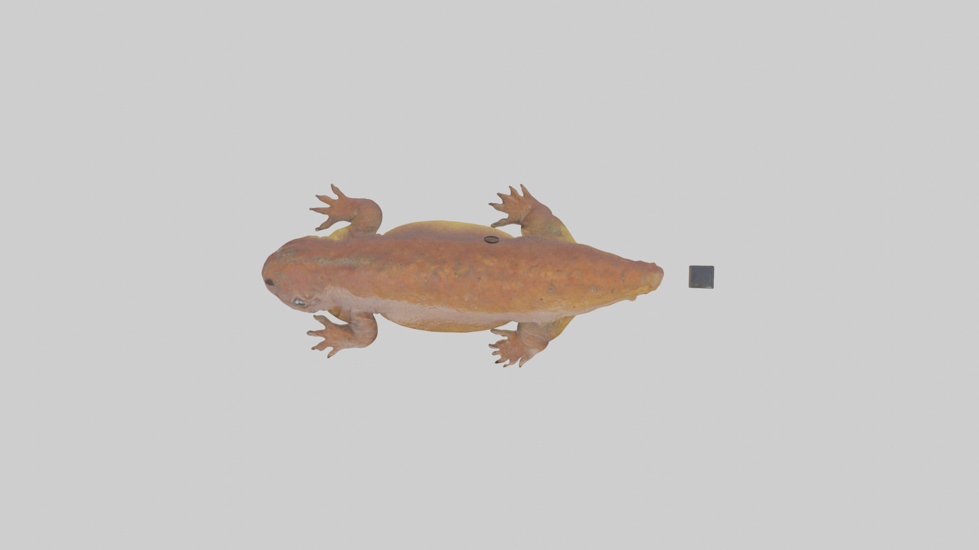 Eastern Hellbender resting model Low-poly 3D model_24