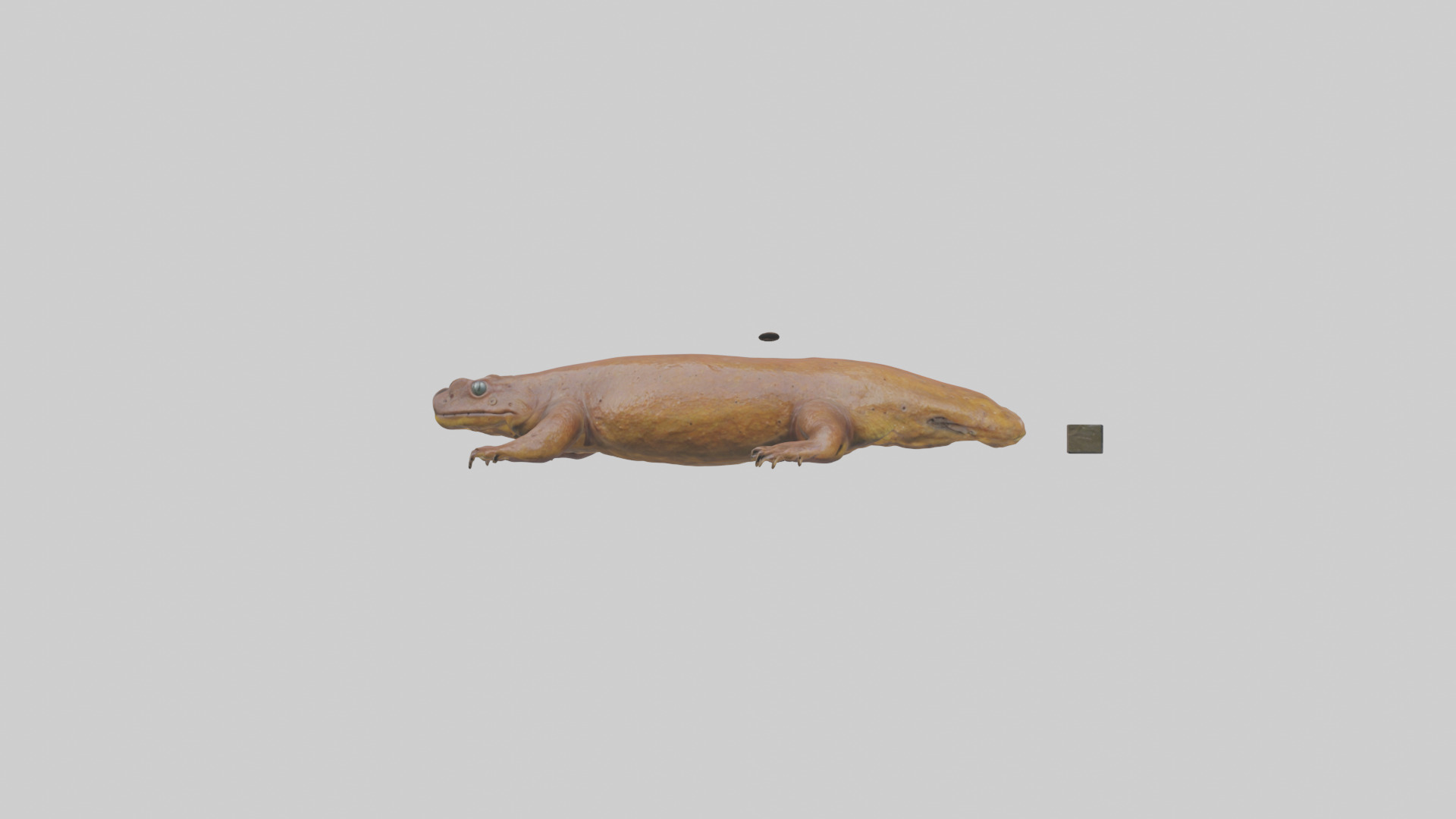 Eastern Hellbender resting model Low-poly 3D model_13