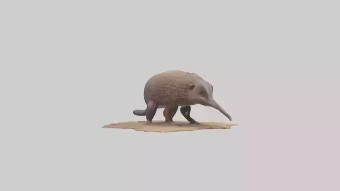 Echidna burrowing model