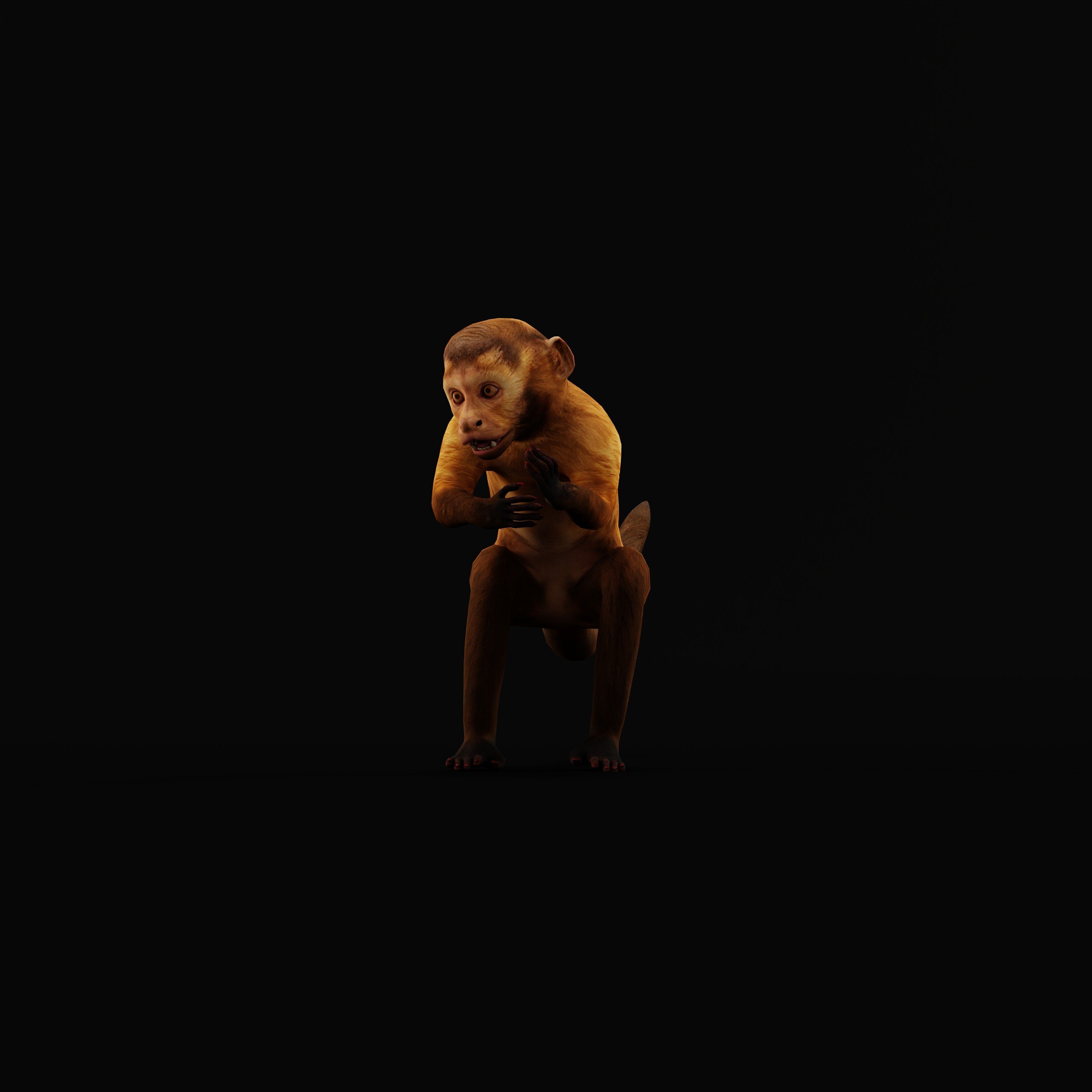Capuchin Monkey Low-poly 3D model_39