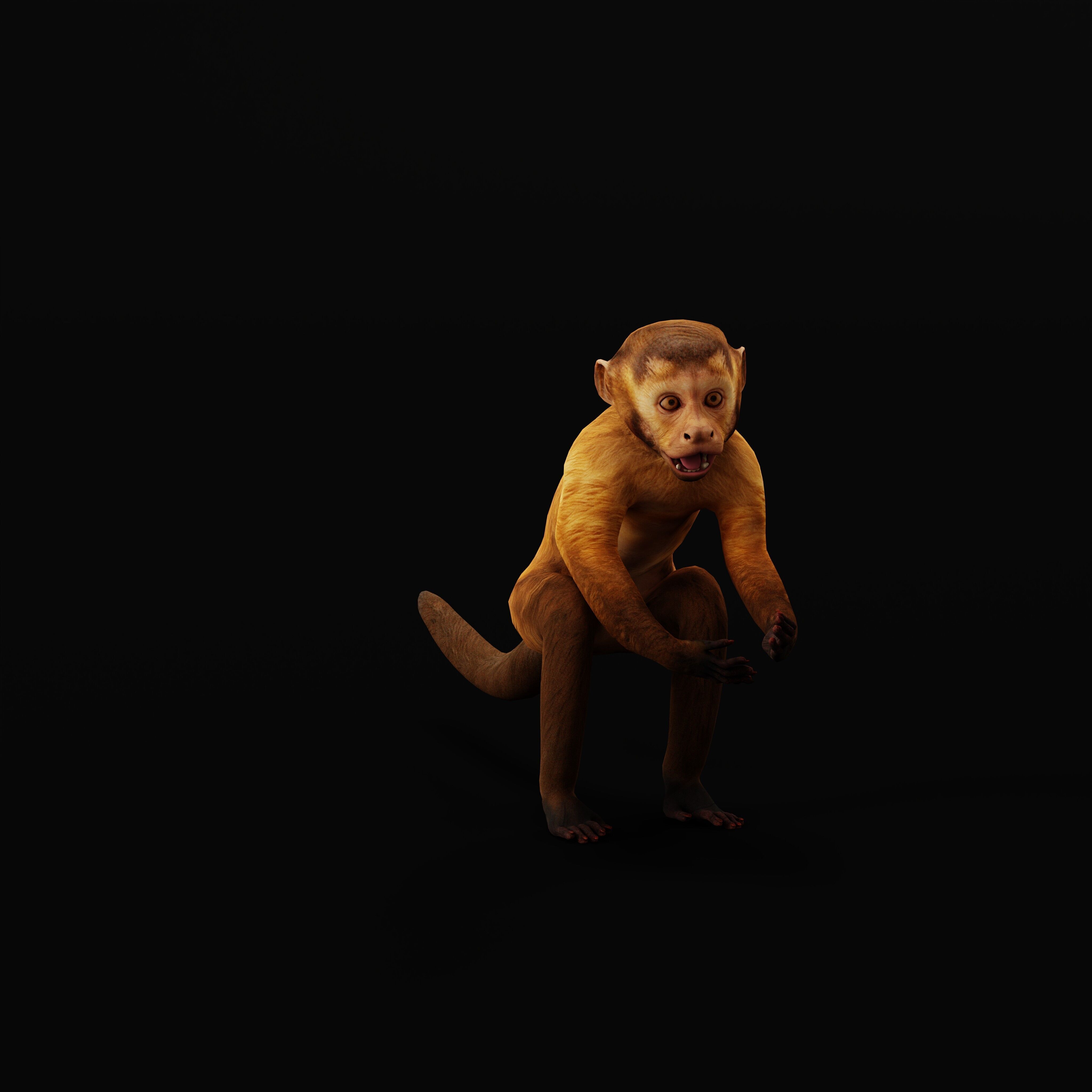 Capuchin Monkey Low-poly 3D model_38