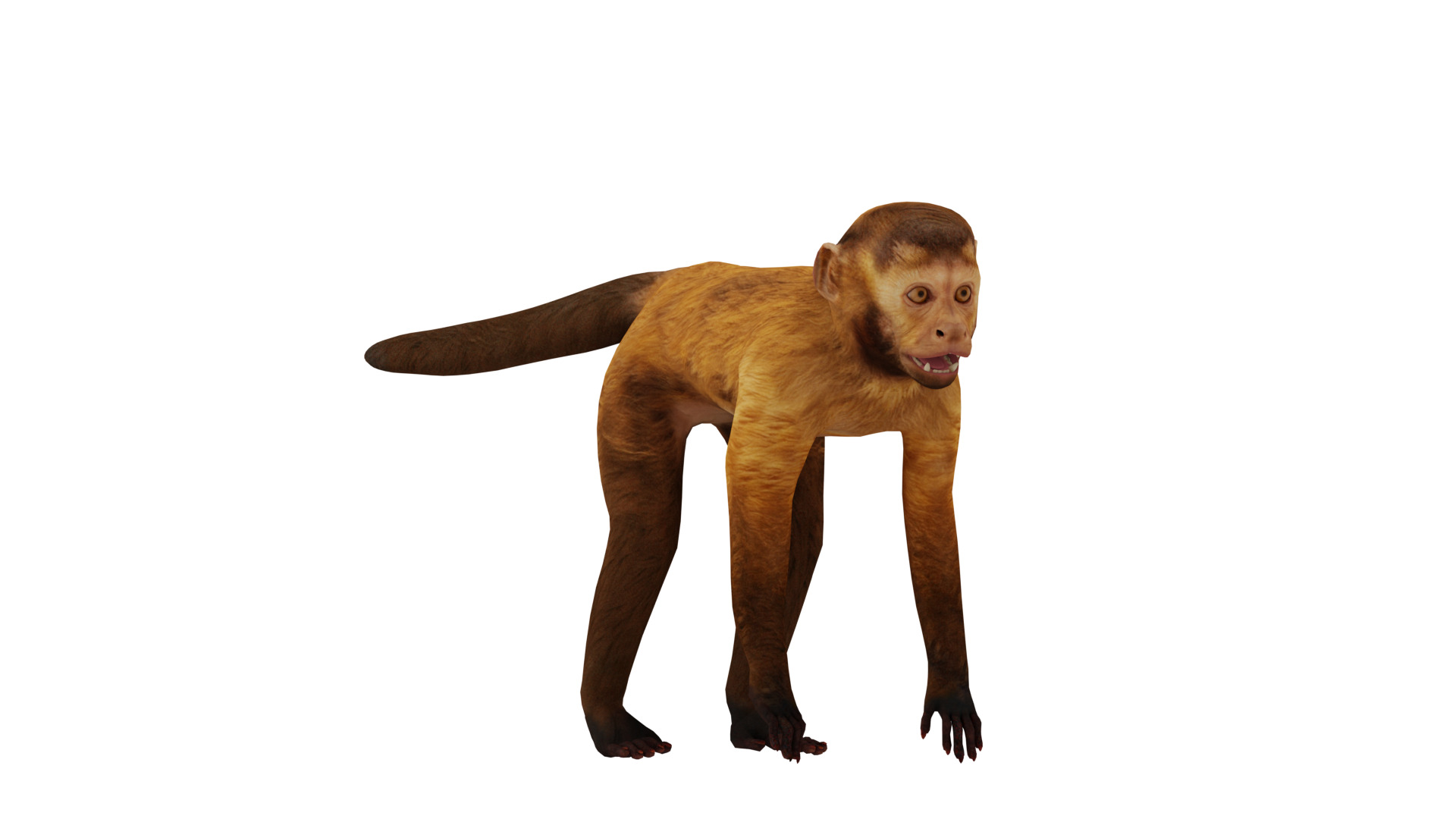 Capuchin Monkey Low-poly 3D model_3