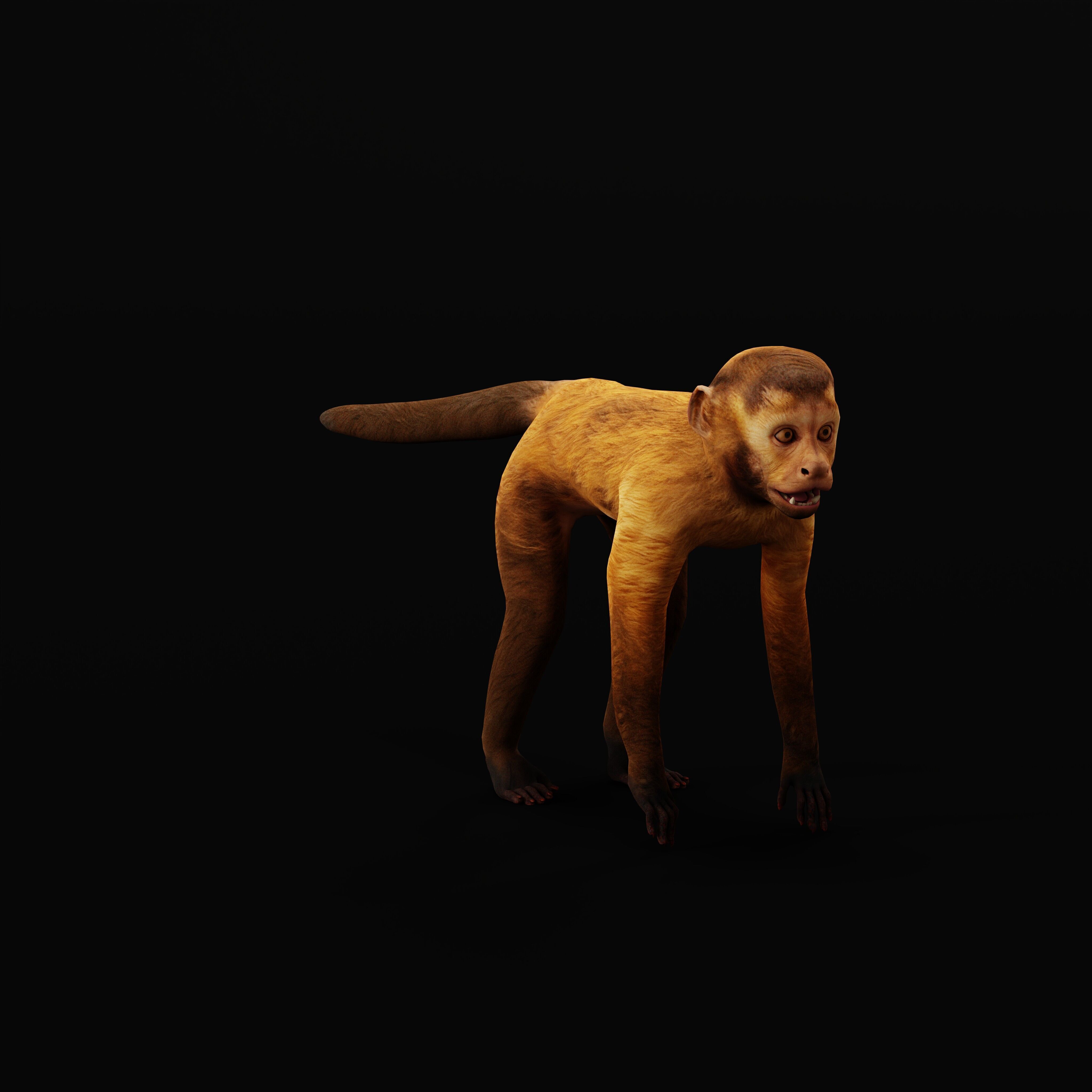 Capuchin Monkey Low-poly 3D model_33