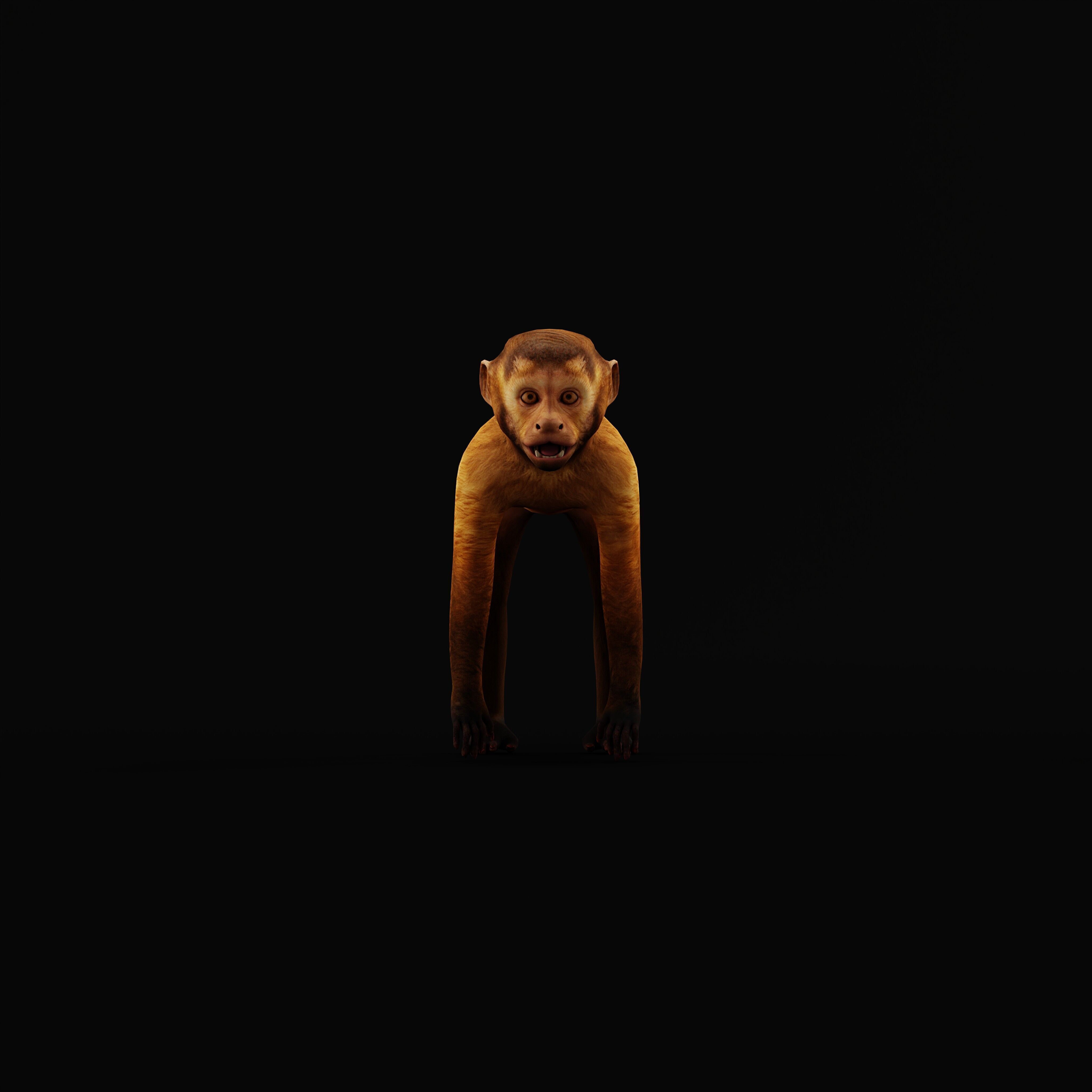 Capuchin Monkey Low-poly 3D model_34