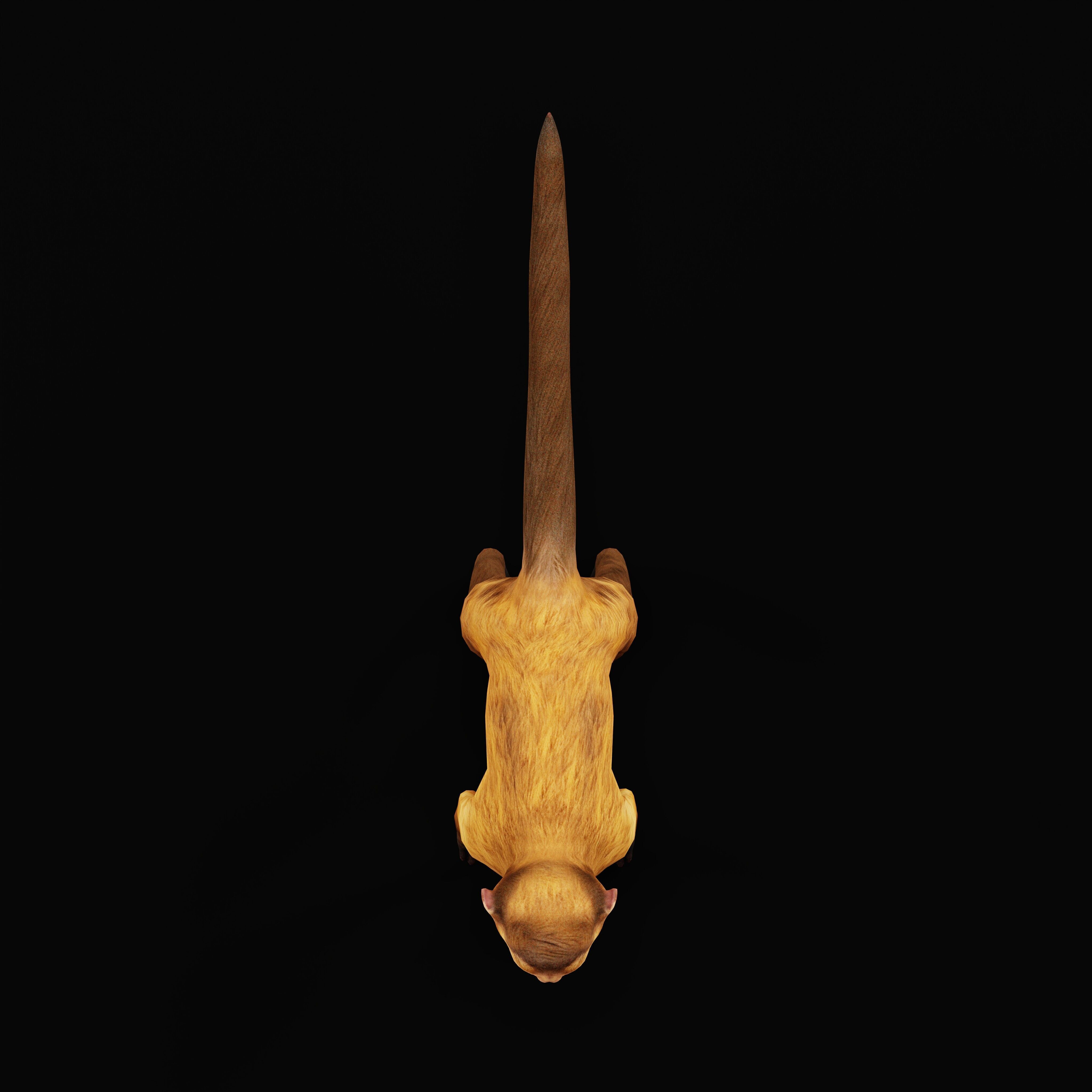 Capuchin Monkey Low-poly 3D model_36