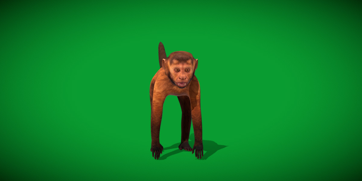 Capuchin Monkey Low-poly 3D model_5