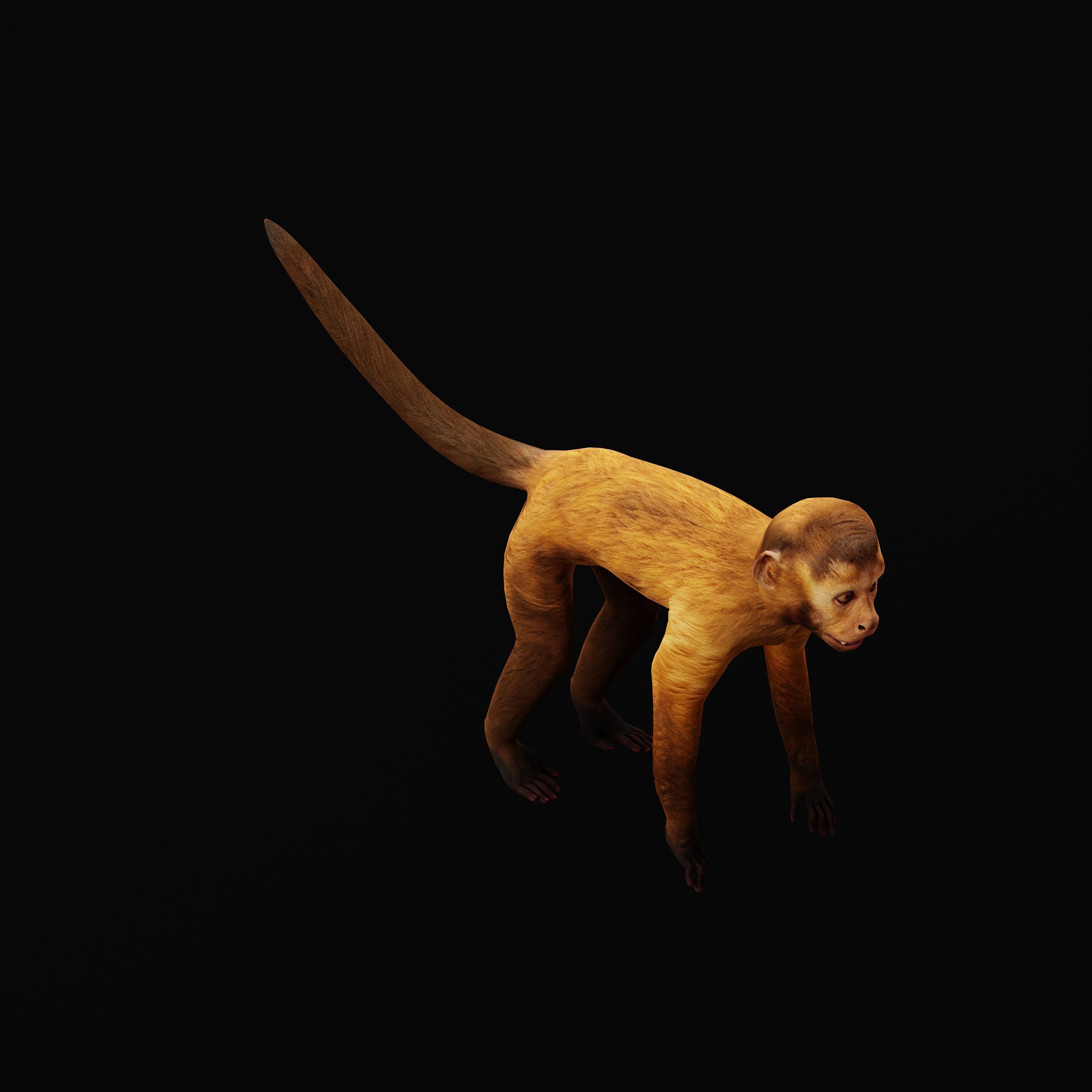 Capuchin Monkey Low-poly 3D model_40