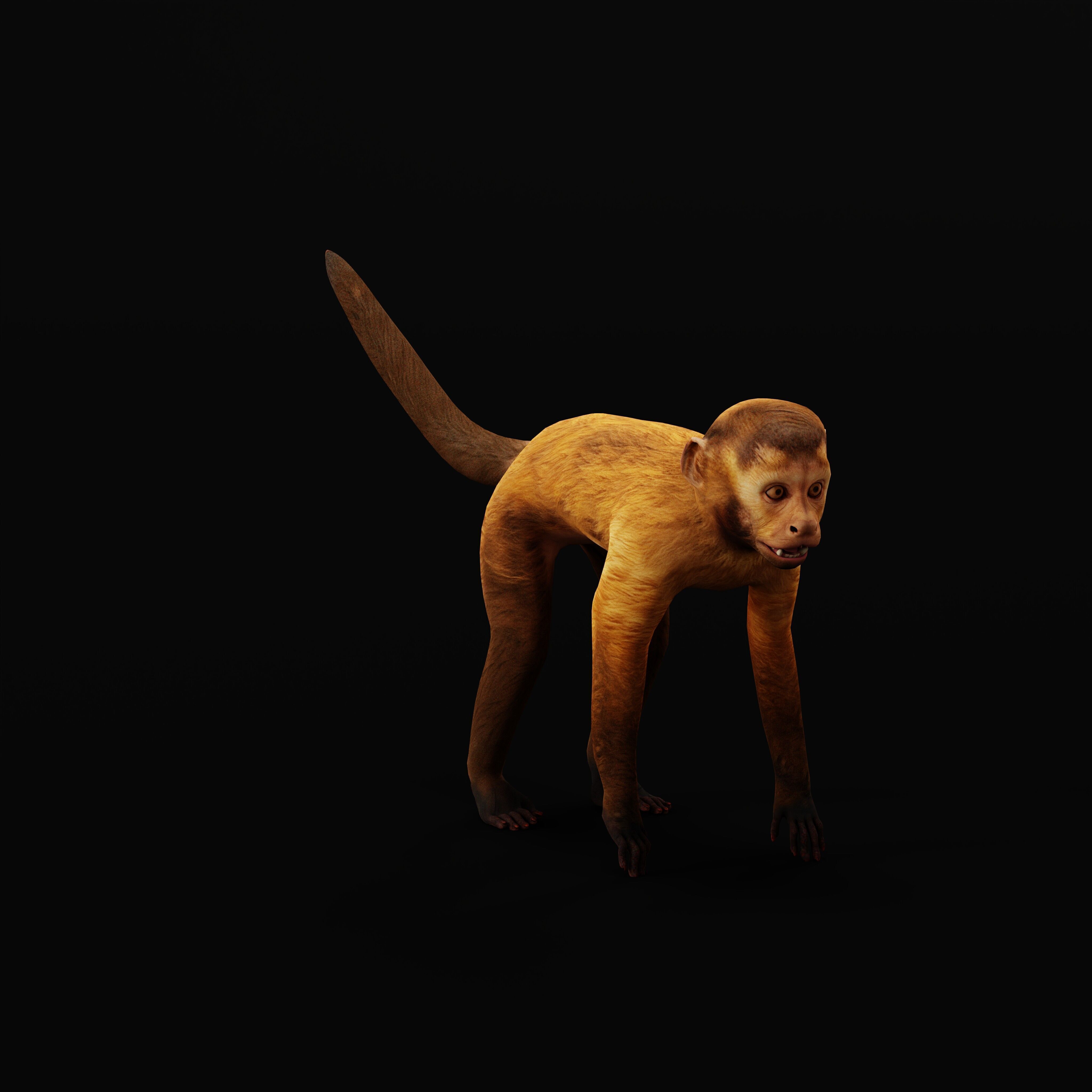 Capuchin Monkey Low-poly 3D model_32