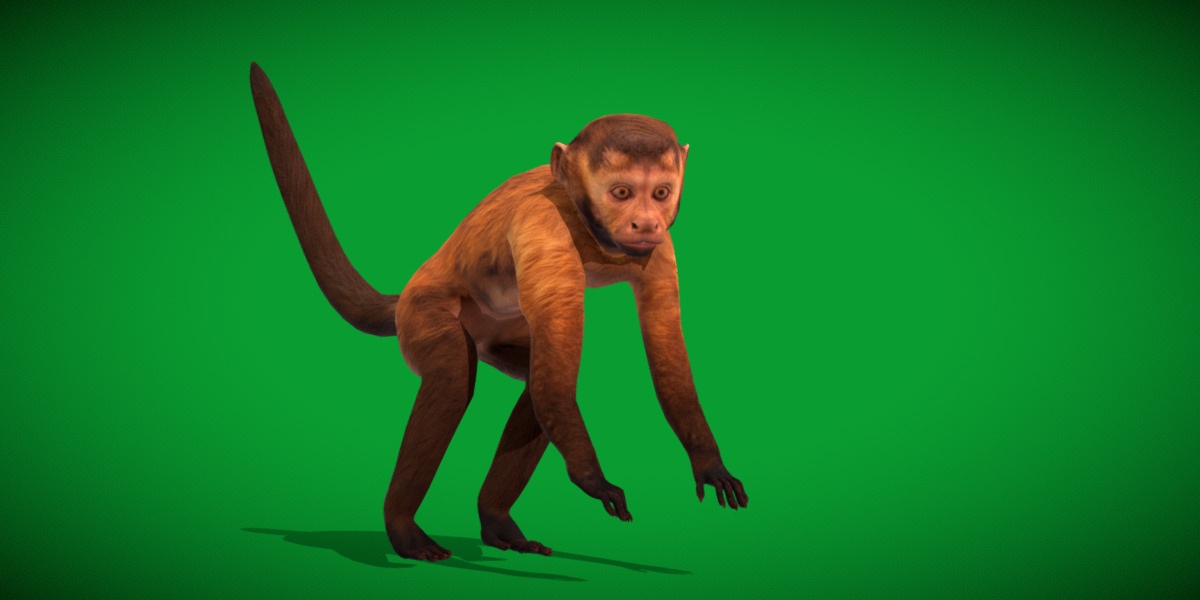 Capuchin Monkey Low-poly 3D model_24