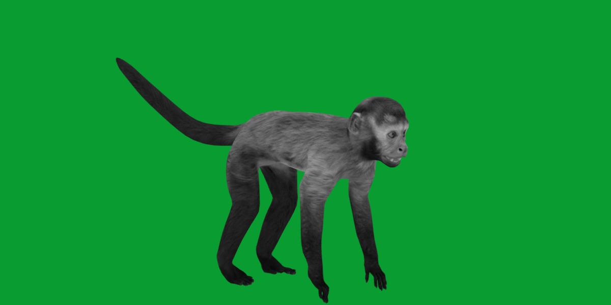 Capuchin Monkey Low-poly 3D model_8