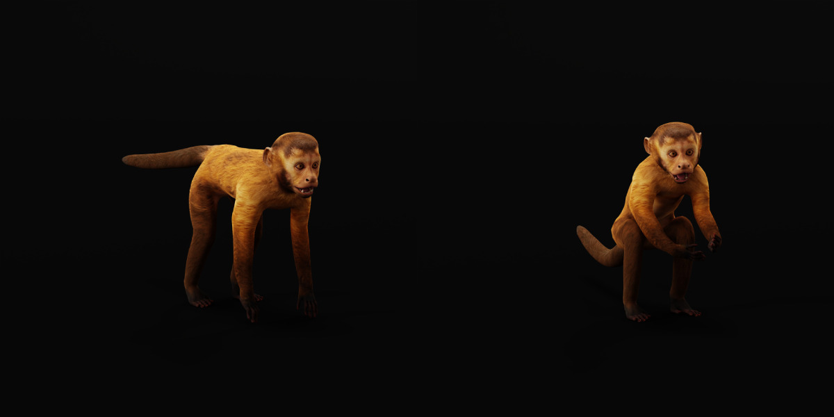 Capuchin Monkey Low-poly 3D model_16