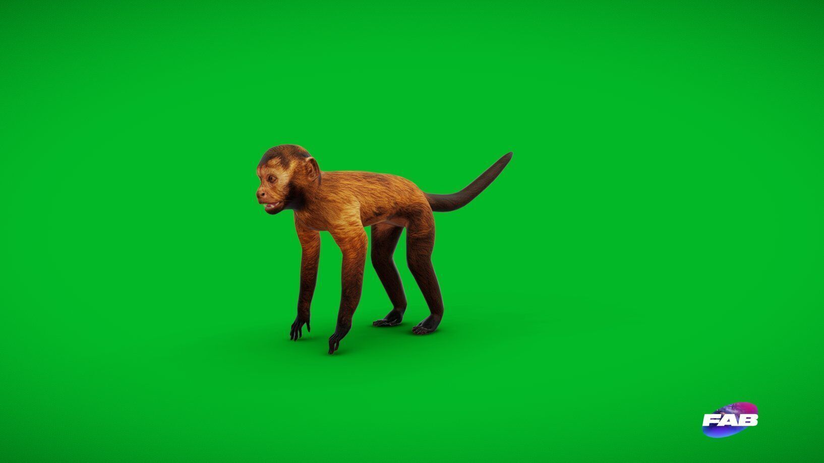 Capuchin Monkey Low-poly 3D model_30