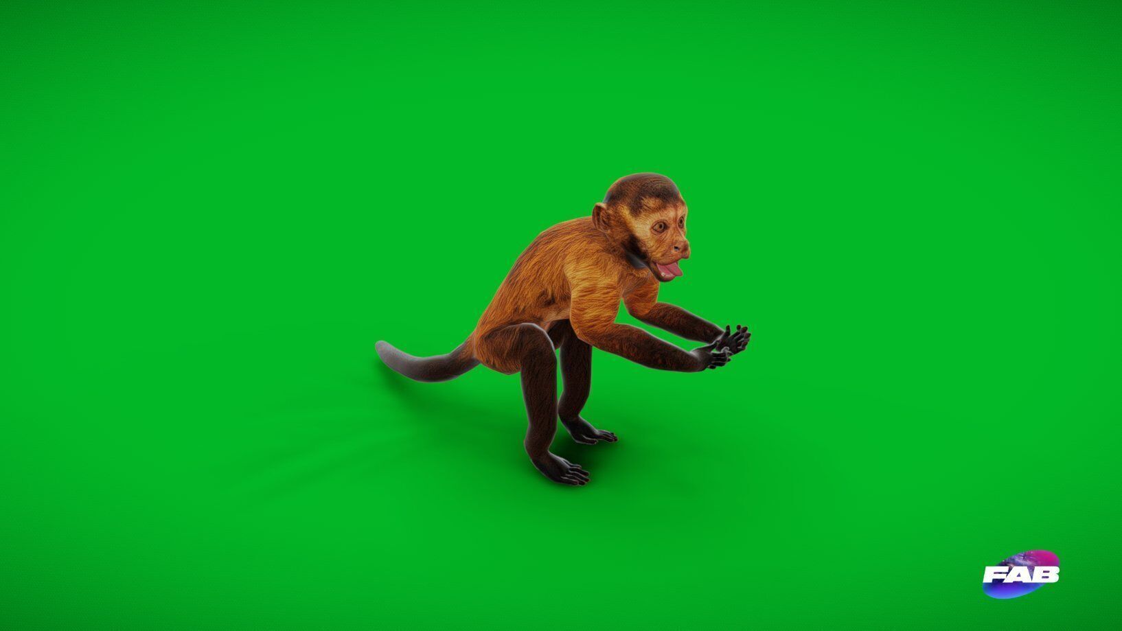 Capuchin Monkey Low-poly 3D model_31