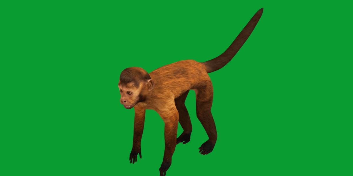 Capuchin Monkey Low-poly 3D model_28