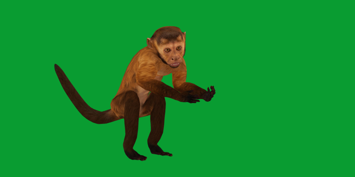 Capuchin Monkey Low-poly 3D model_14
