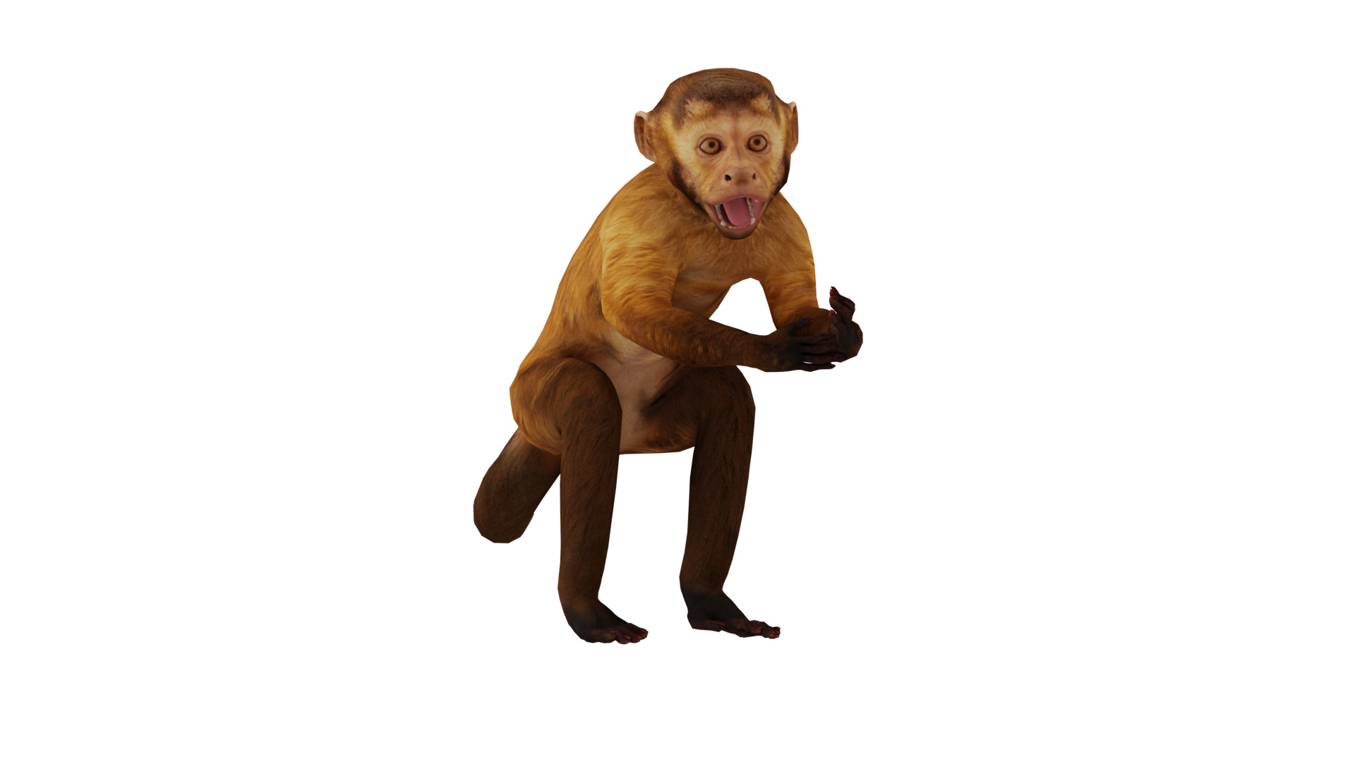 Capuchin Monkey Low-poly 3D model_4