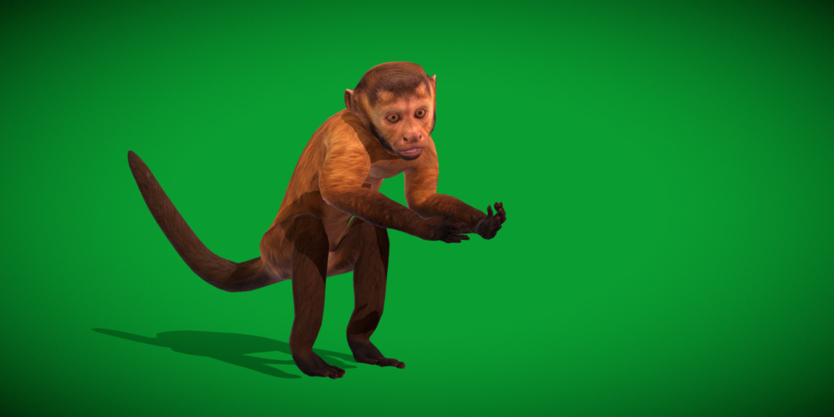 Capuchin Monkey Low-poly 3D model_15