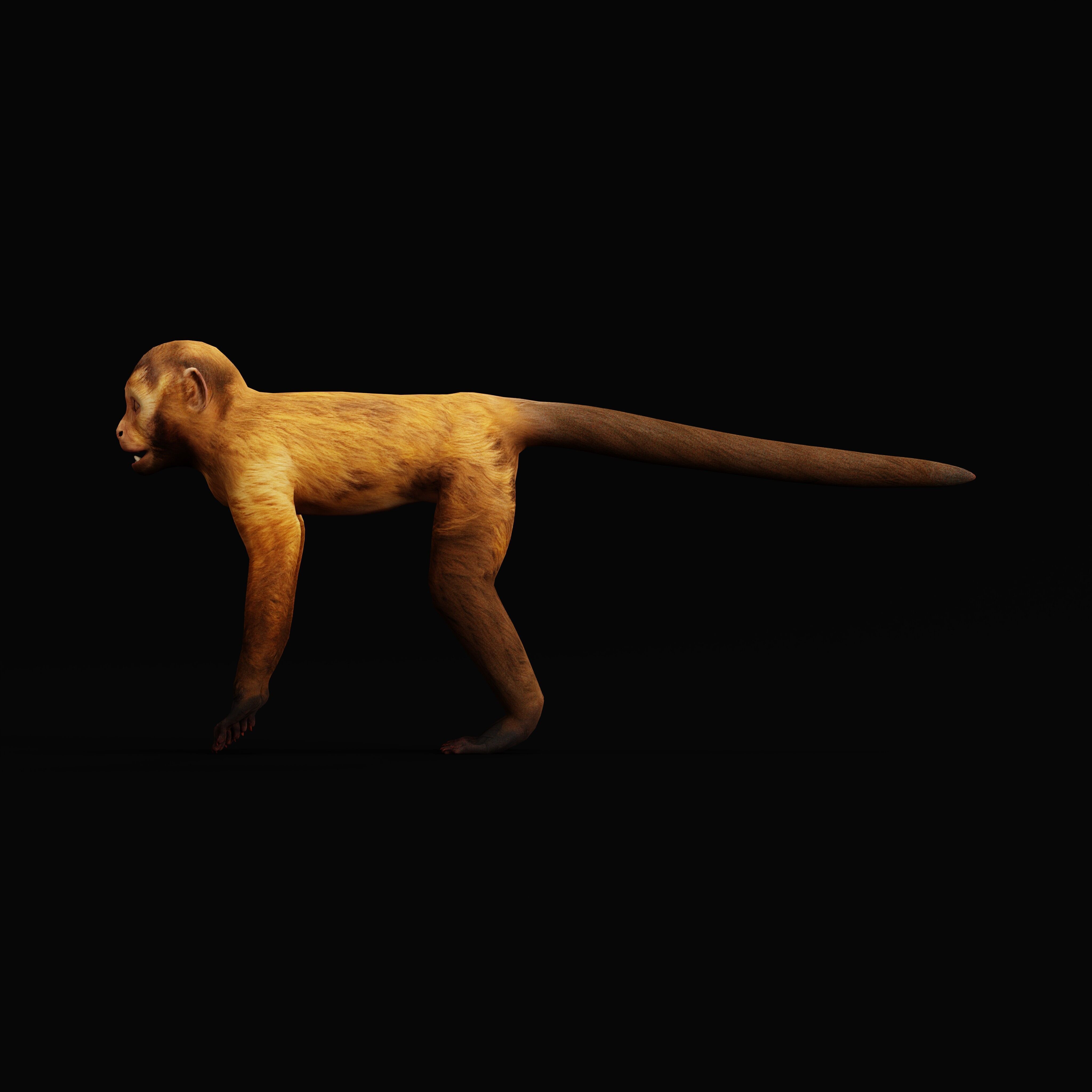 Capuchin Monkey Low-poly 3D model_35