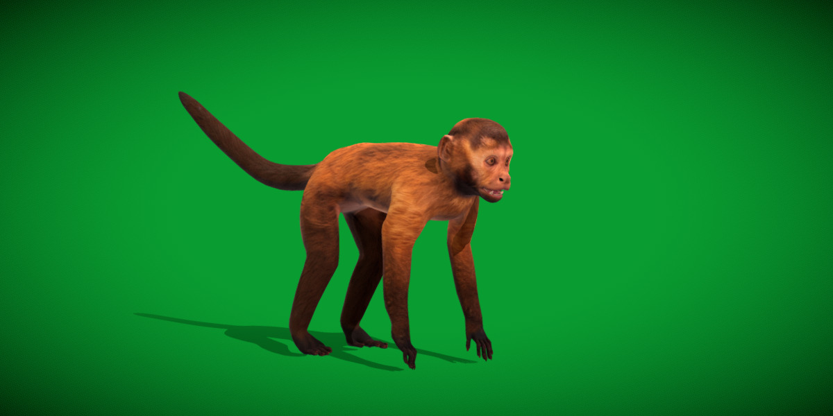 Capuchin Monkey Low-poly 3D model_29