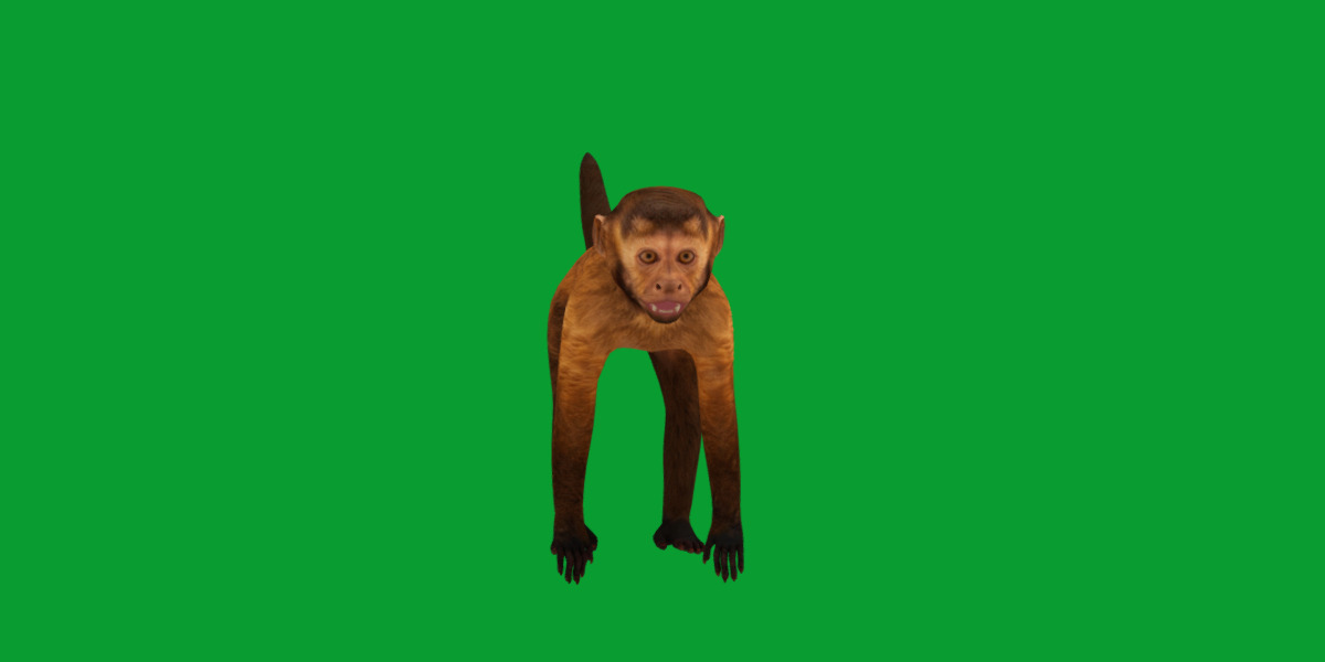 Capuchin Monkey Low-poly 3D model_22