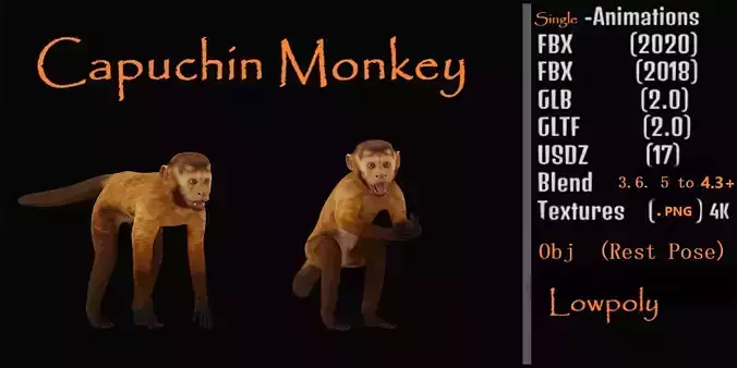 Capuchin Monkey Low-poly 3D model