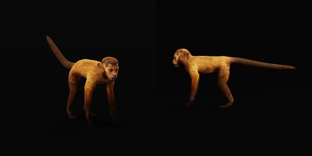 Capuchin Monkey Low-poly 3D model_27