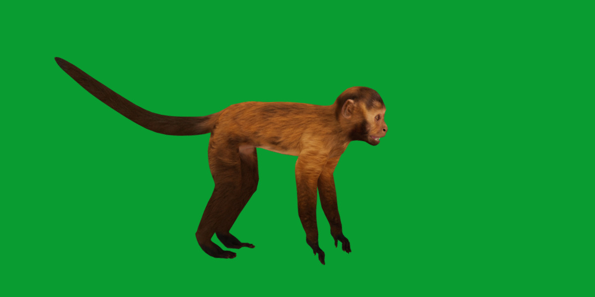 Capuchin Monkey Low-poly 3D model_23
