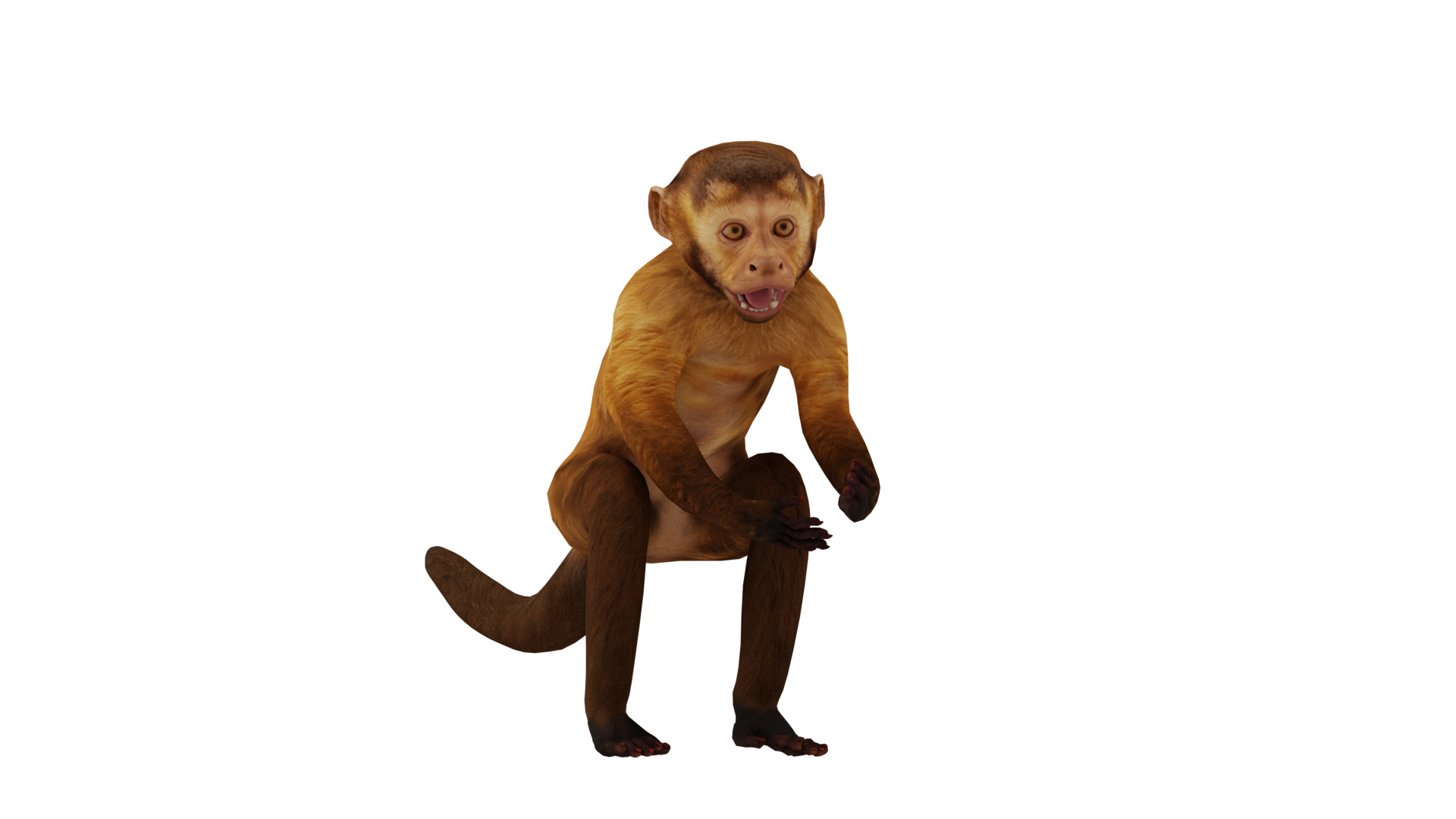 Capuchin Monkey Low-poly 3D model_2