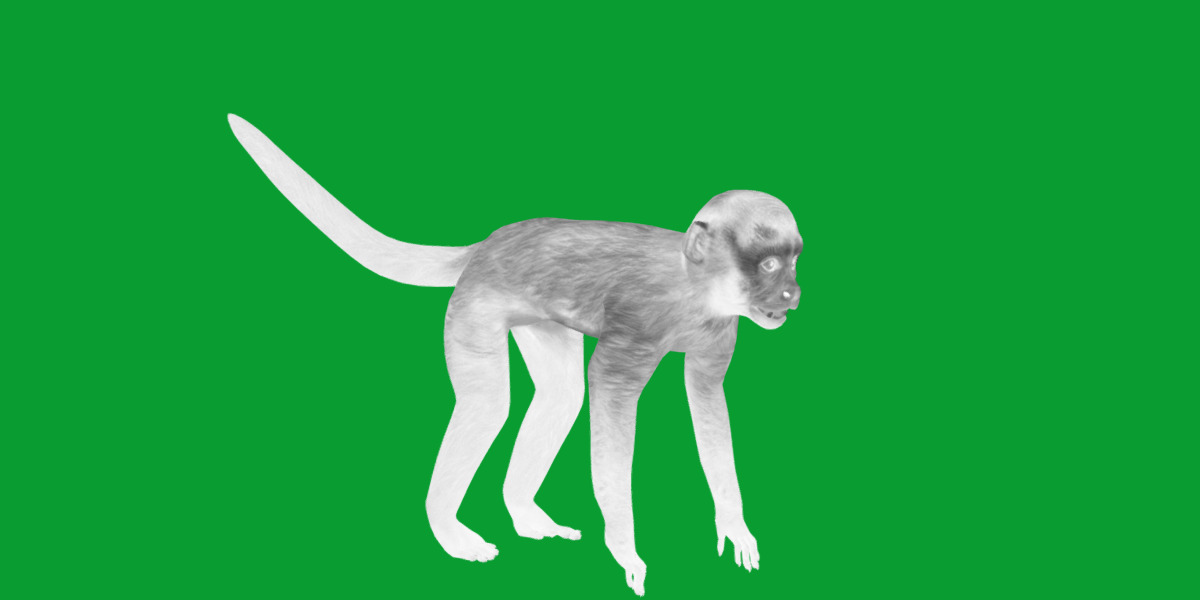 Capuchin Monkey Low-poly 3D model_7