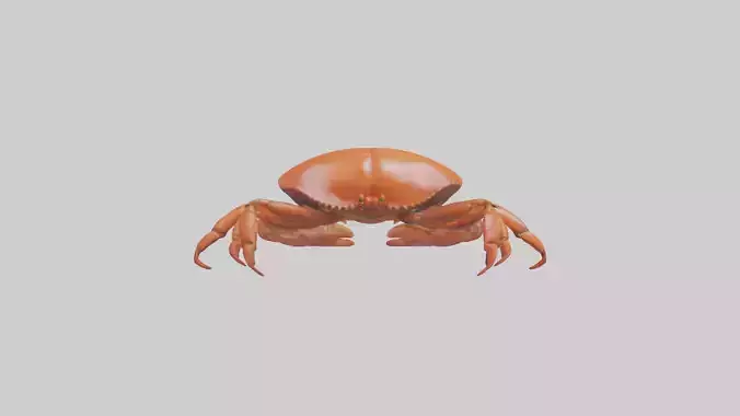Edible Crab crawling model