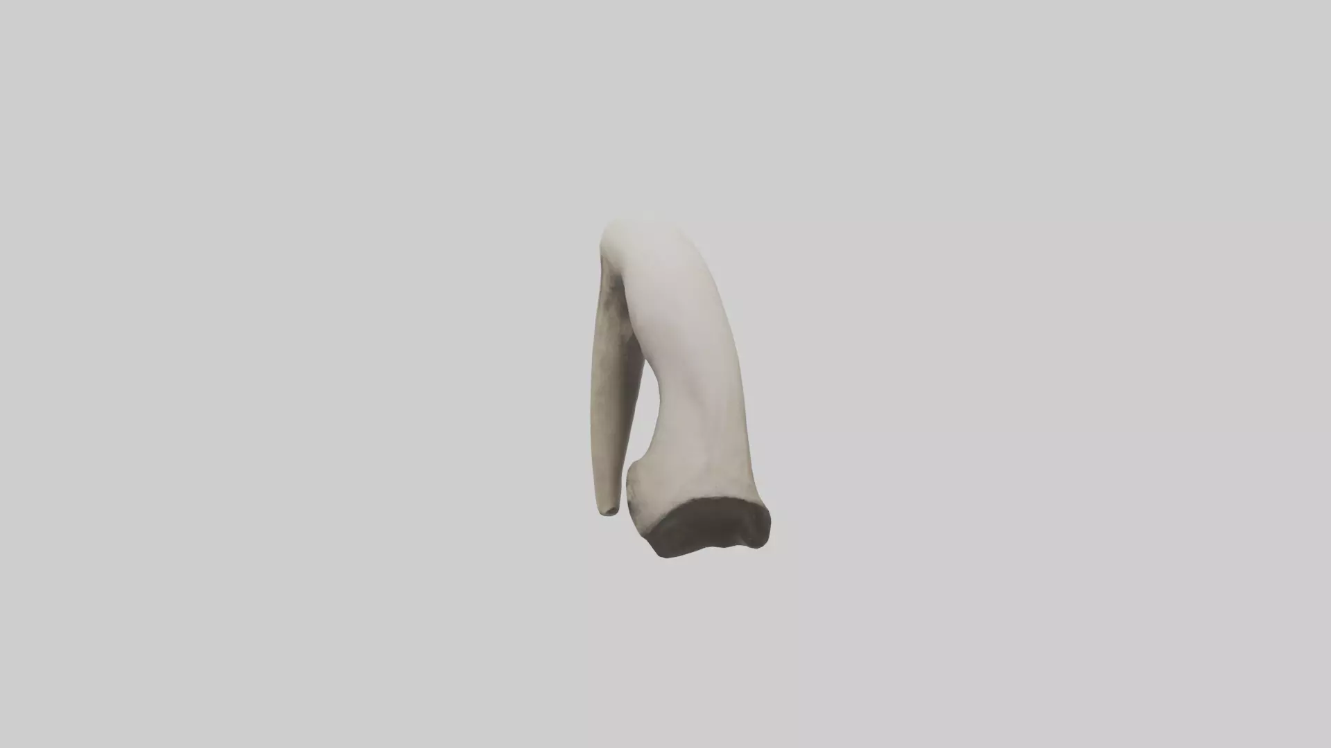 Elephant Femur Low-poly 3D model_0