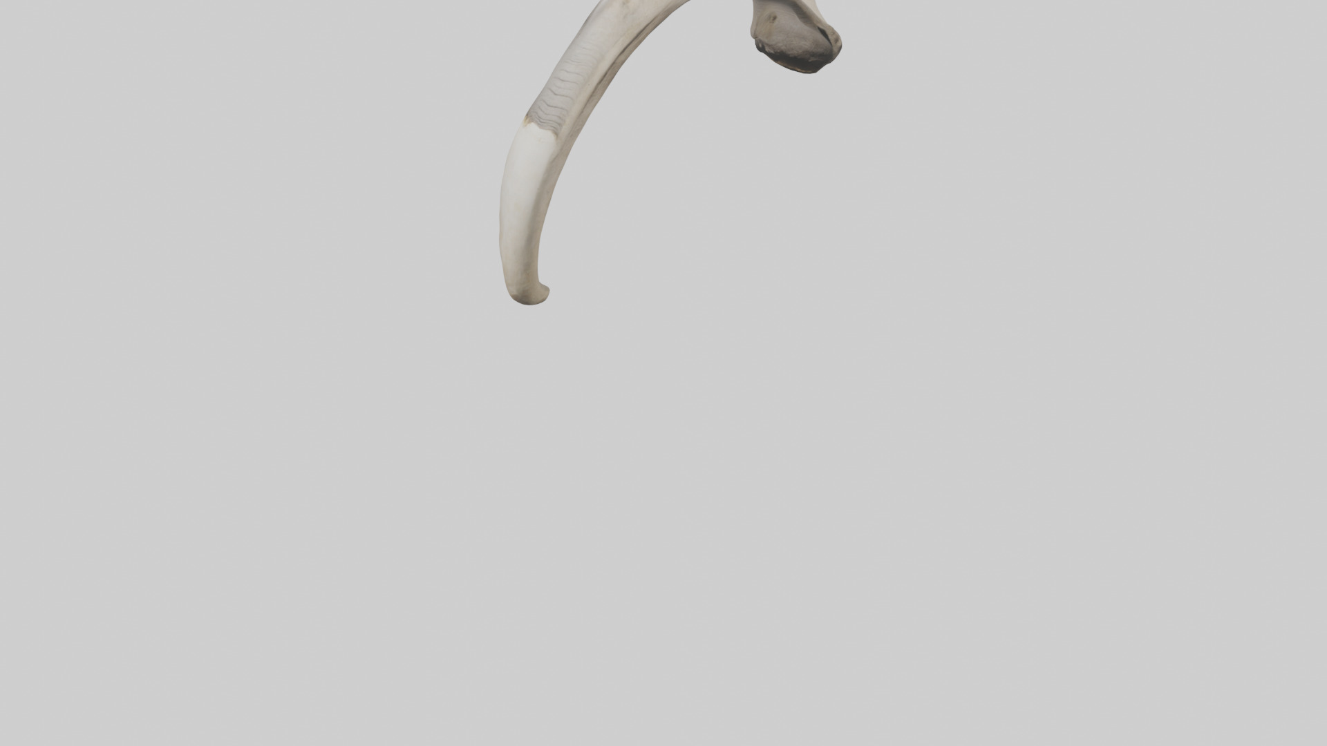 Elephant Femur Low-poly 3D model_5