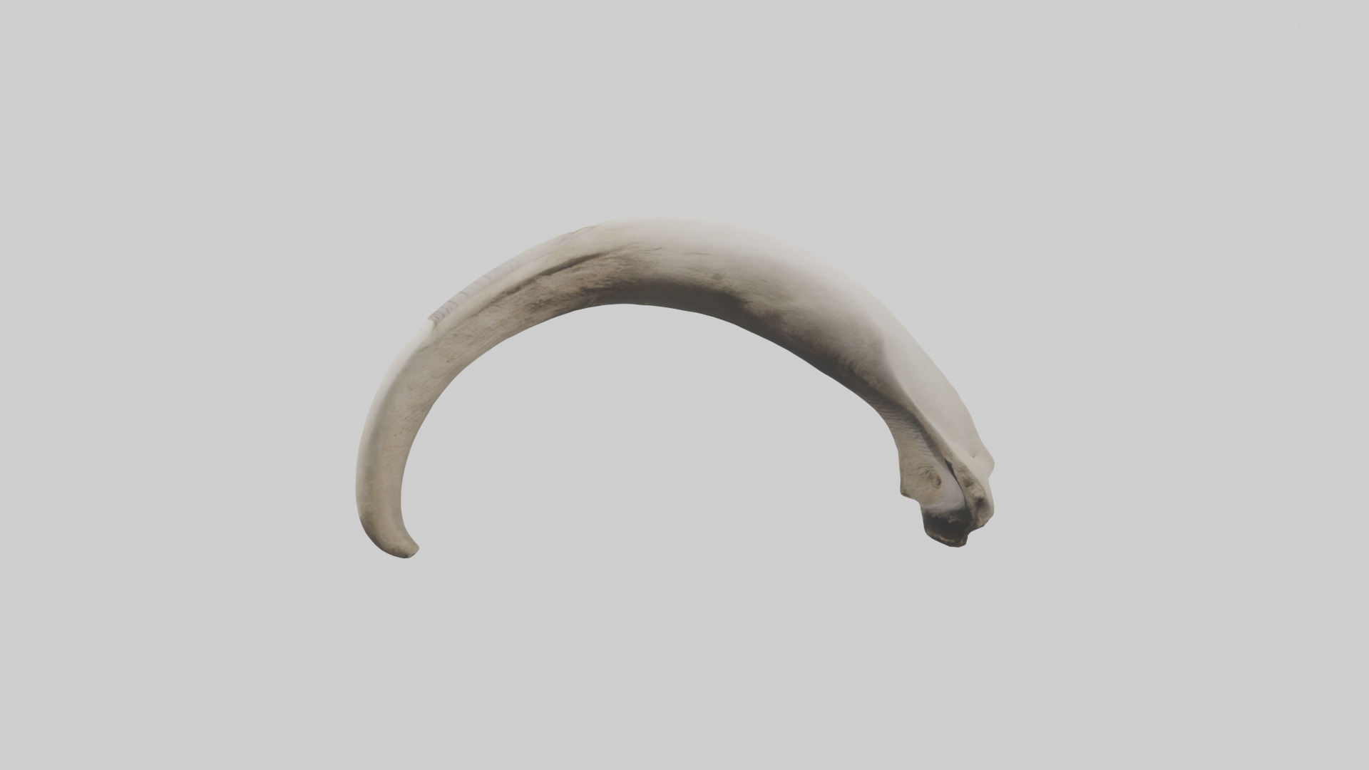 Elephant Femur Low-poly 3D model_22