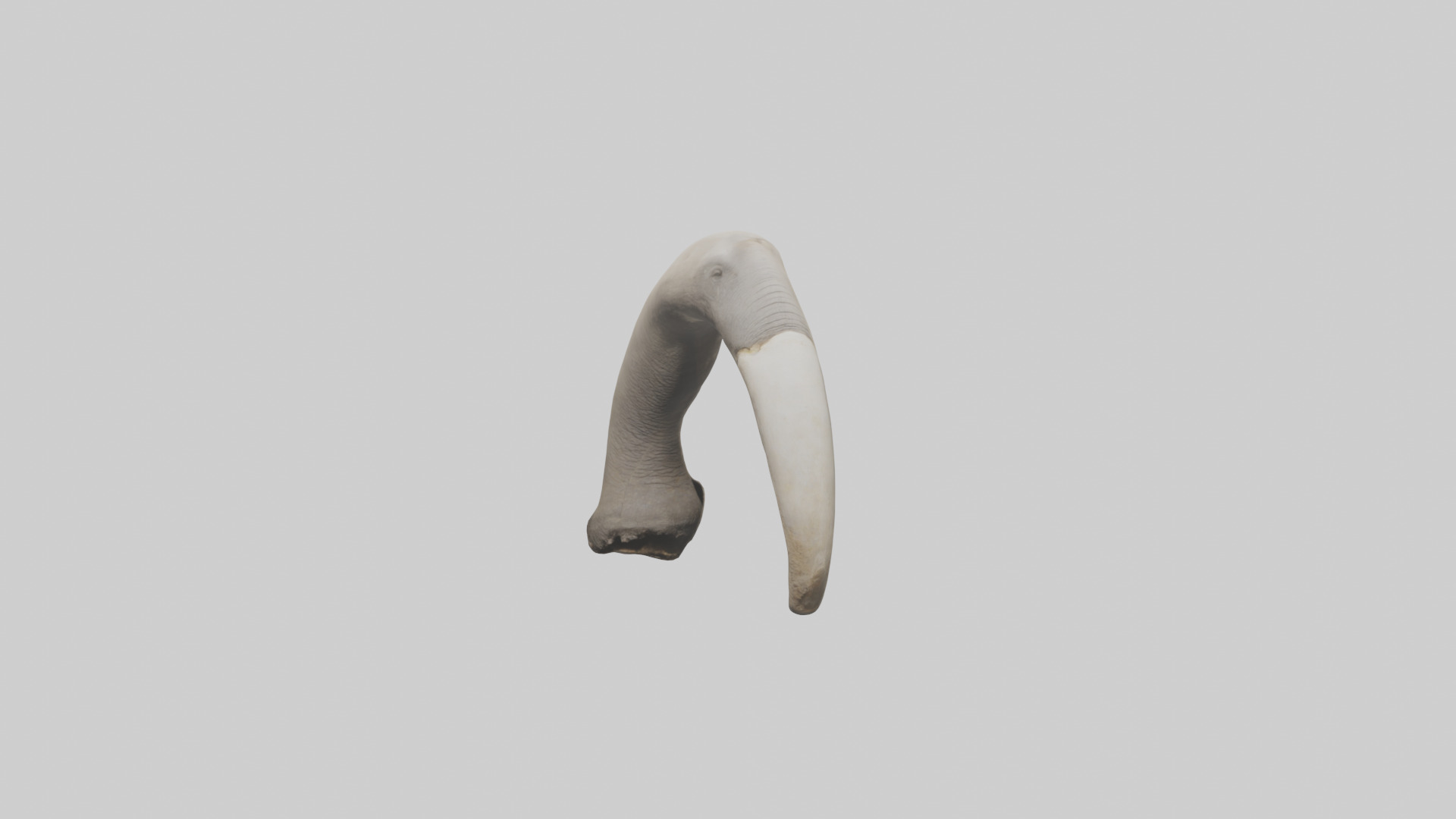 Elephant Femur Low-poly 3D model_17