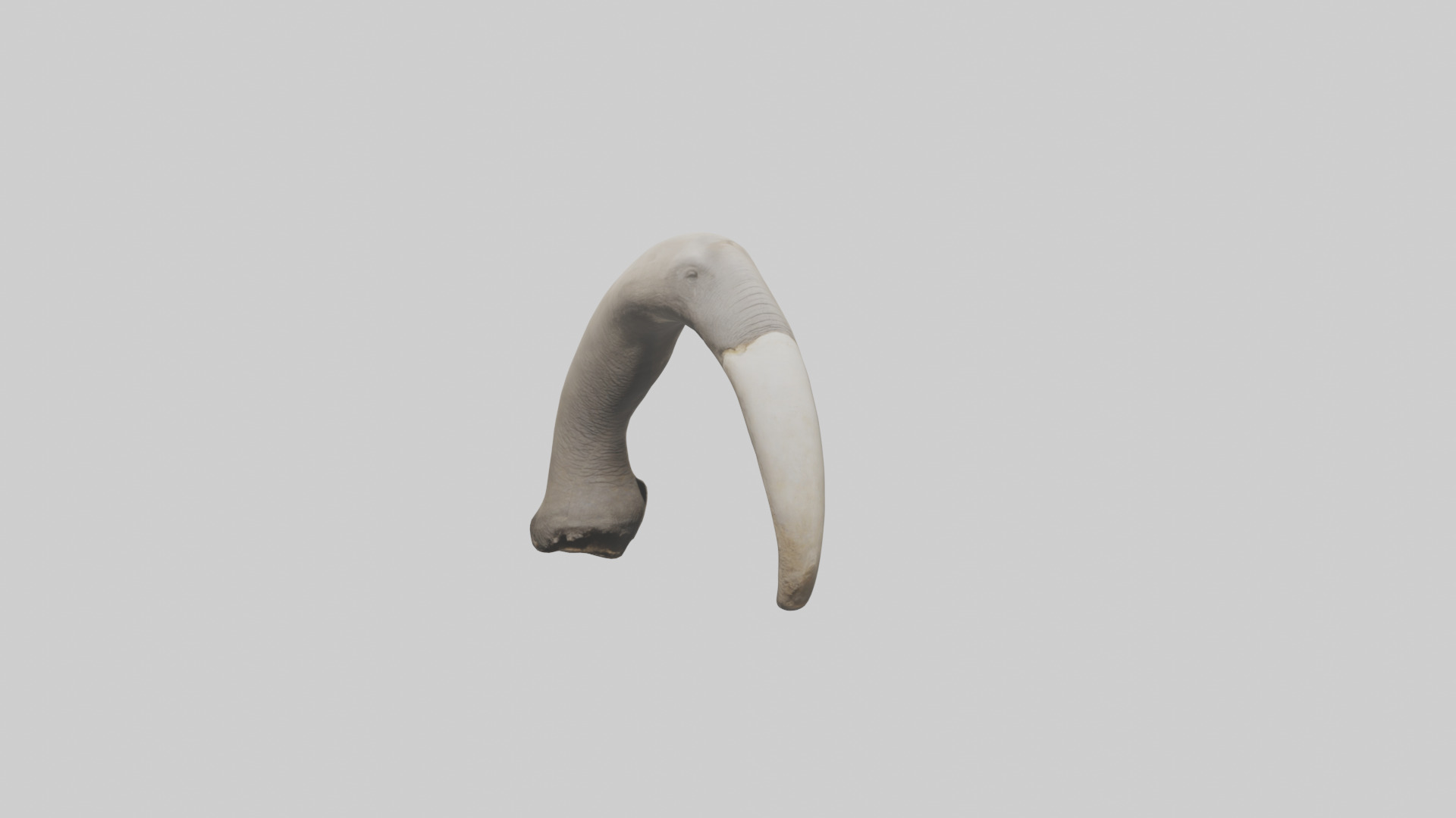 Elephant Femur Low-poly 3D model_18