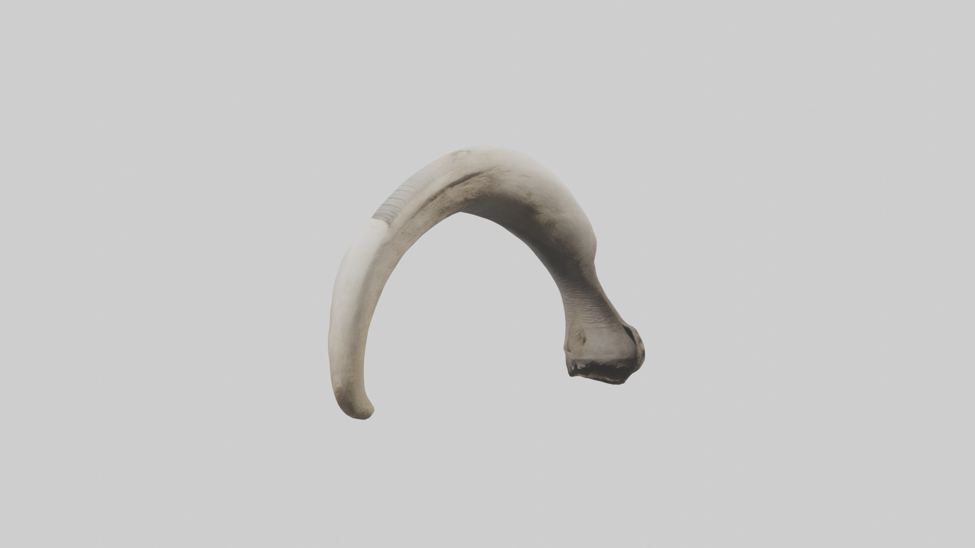 Elephant Femur Low-poly 3D model_11