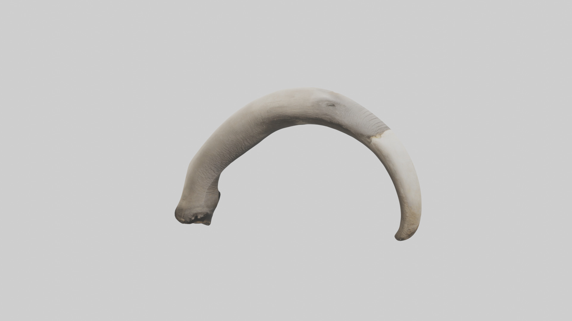 Elephant Femur Low-poly 3D model_16