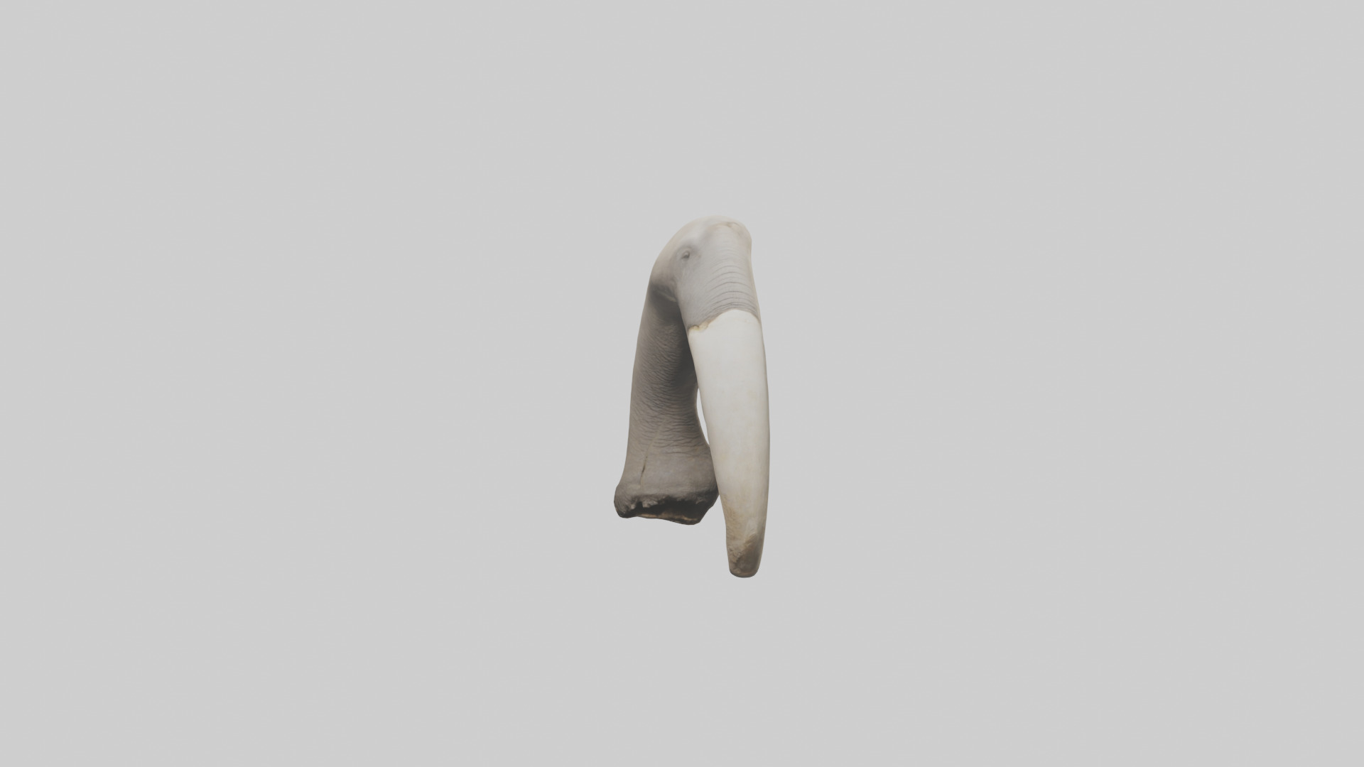 Elephant Femur Low-poly 3D model_14