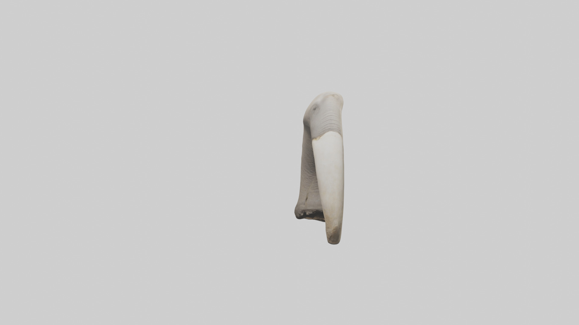 Elephant Femur Low-poly 3D model_15